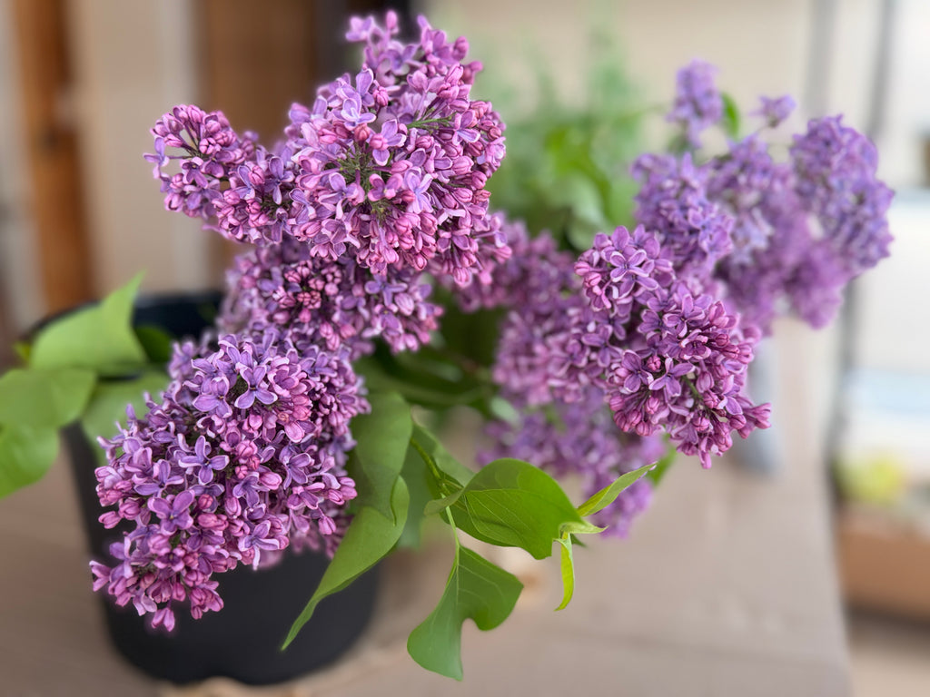 Lilac - Purple with Silver Reverse