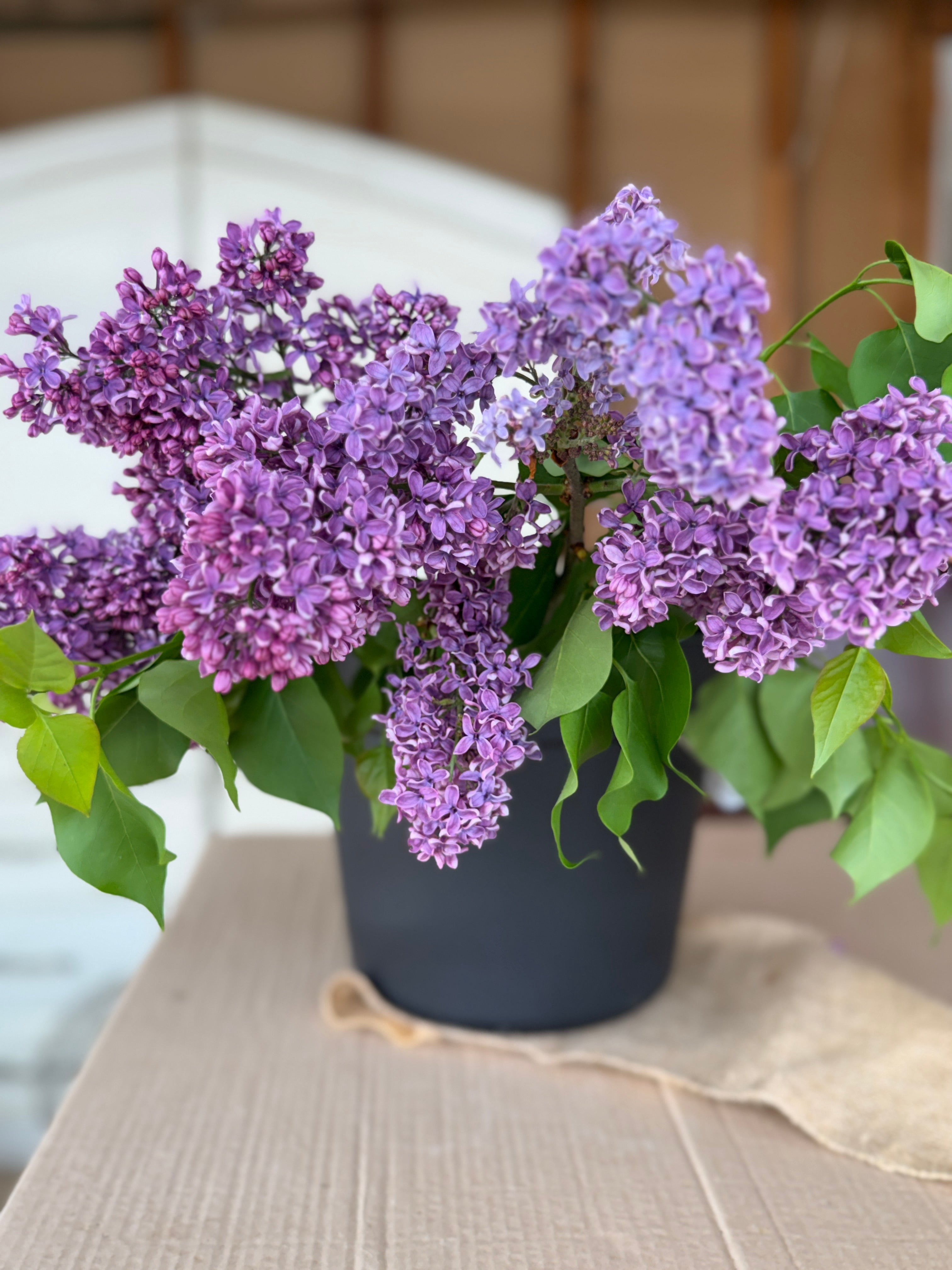 Lilac - Purple with Silver Reverse