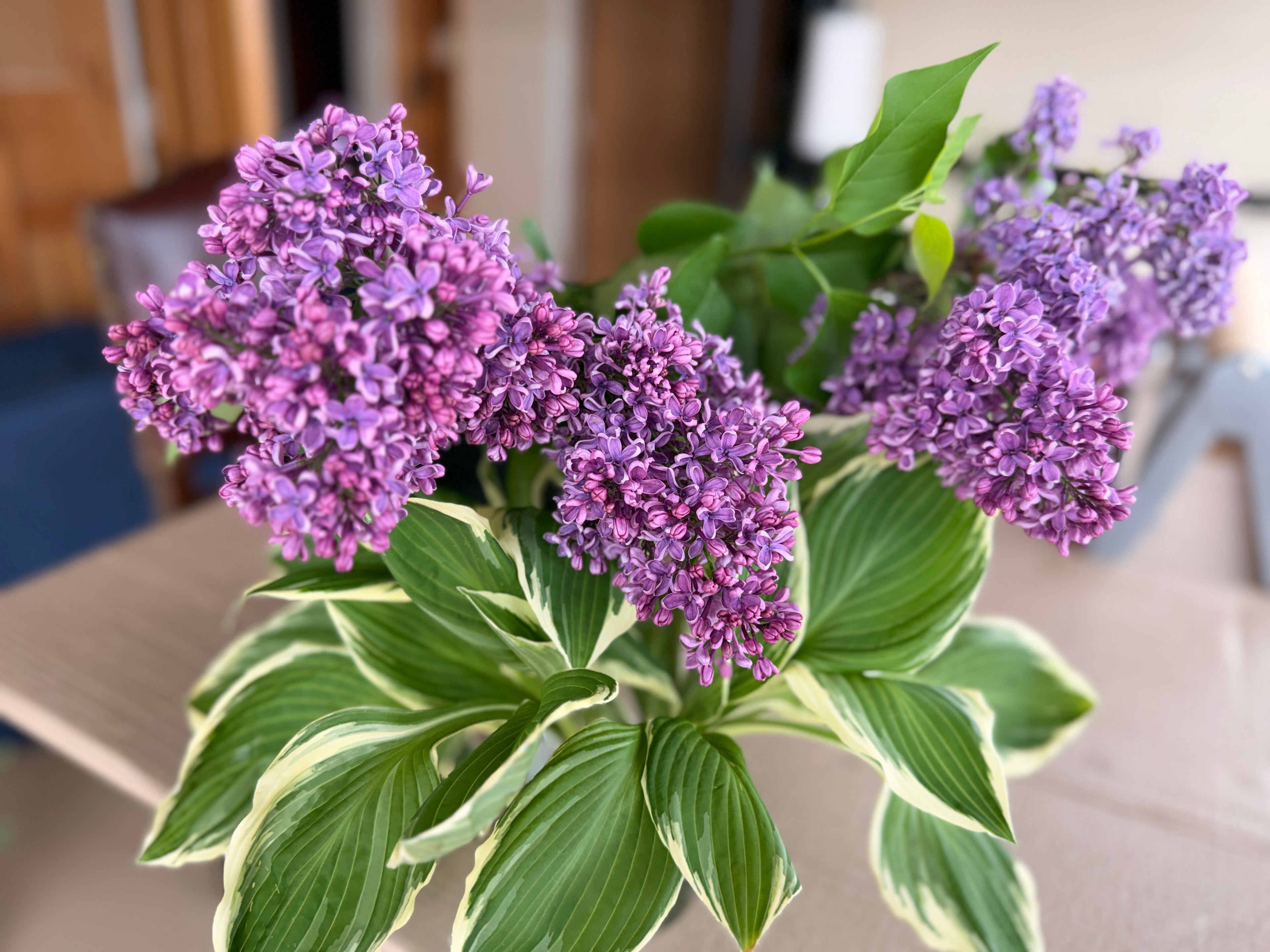 Lilac - Purple with Silver Reverse