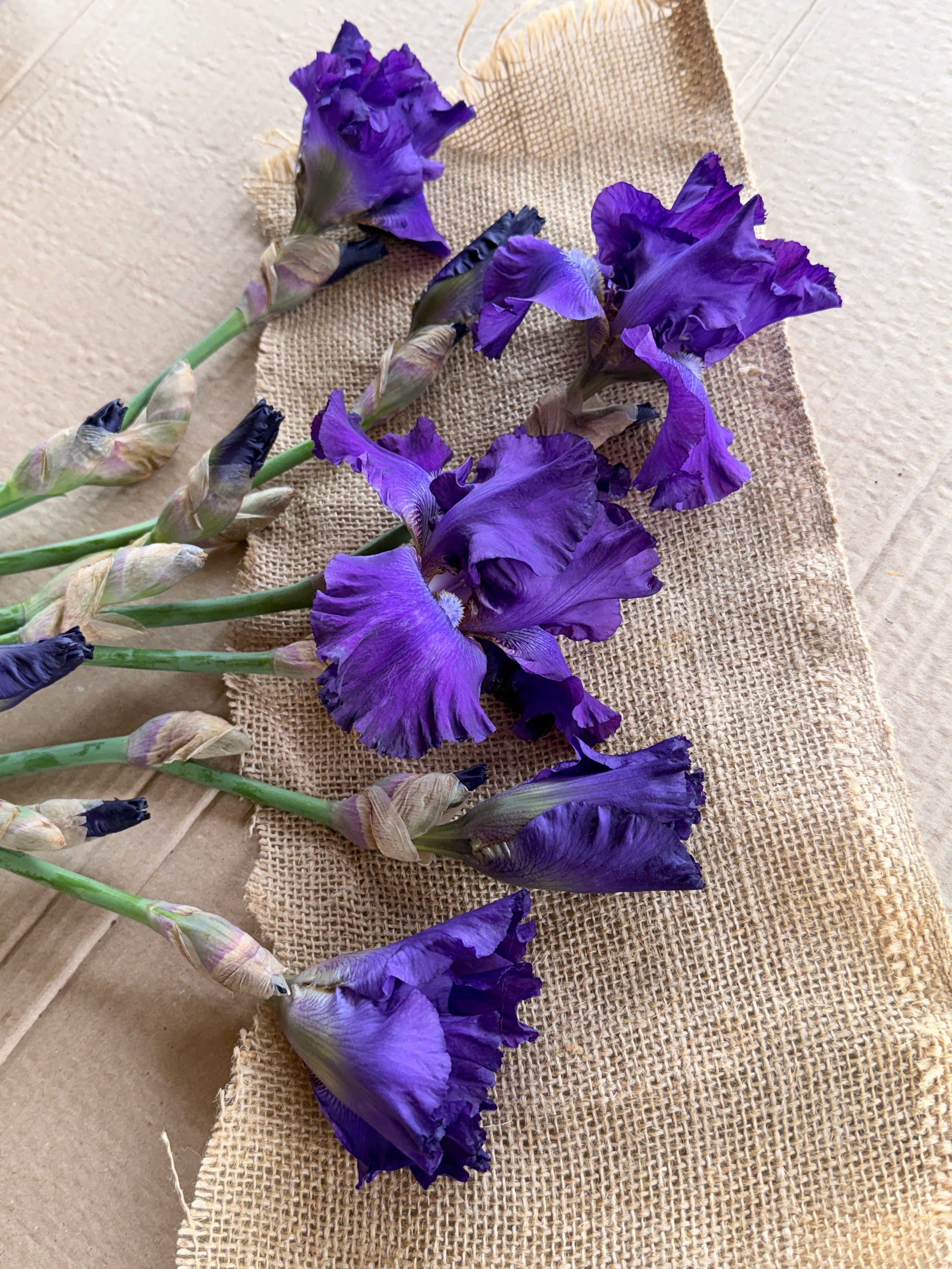 Bearded Iris - Dark Purple