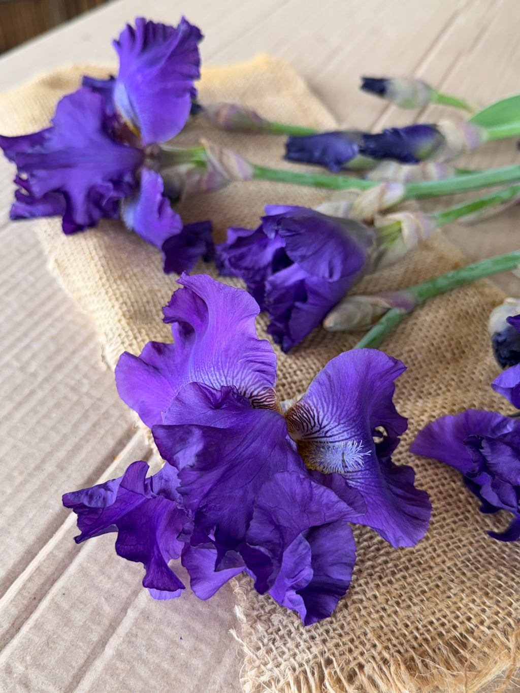 Bearded Iris - Dark Purple