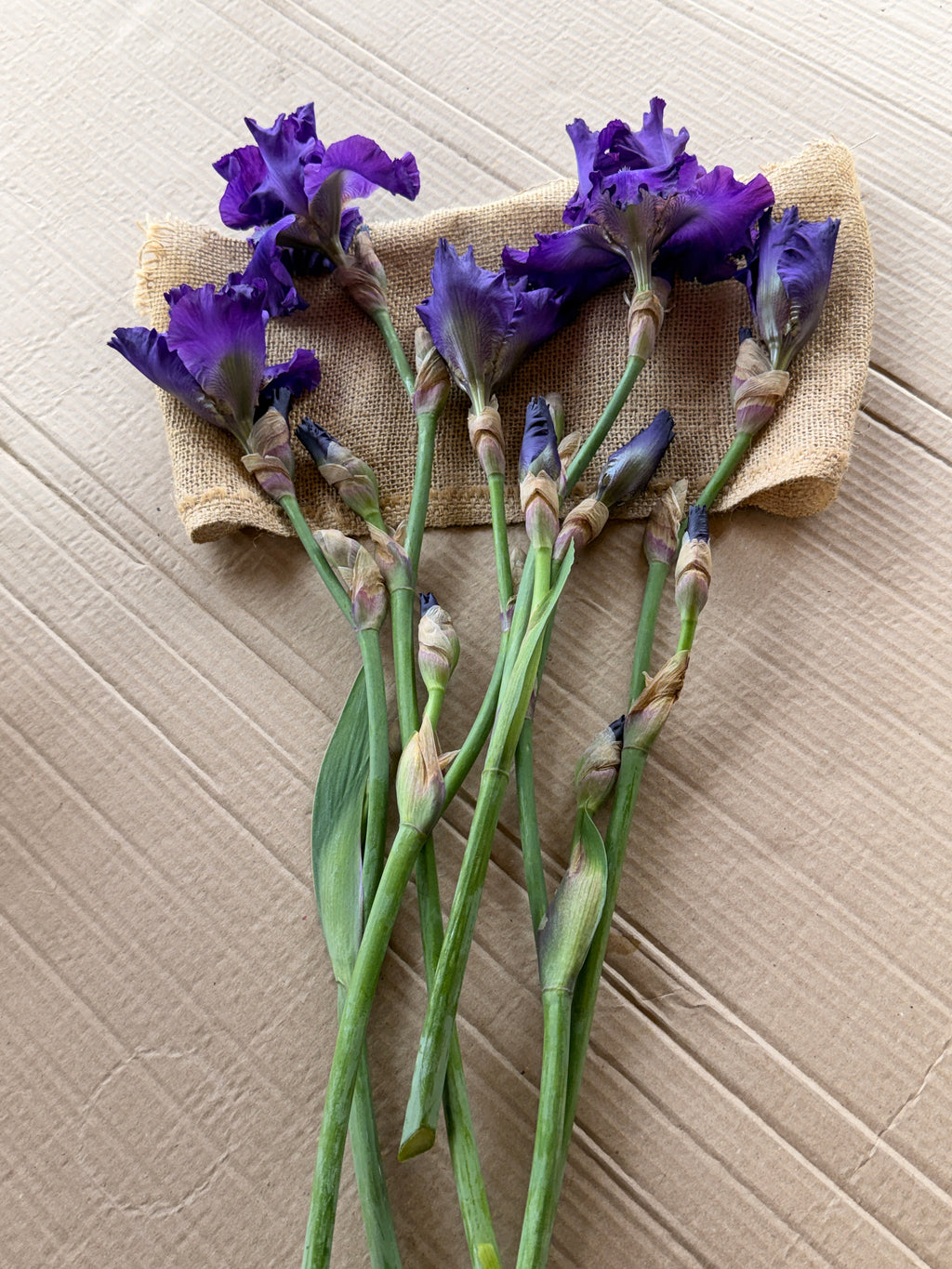 Bearded Iris - Dark Purple