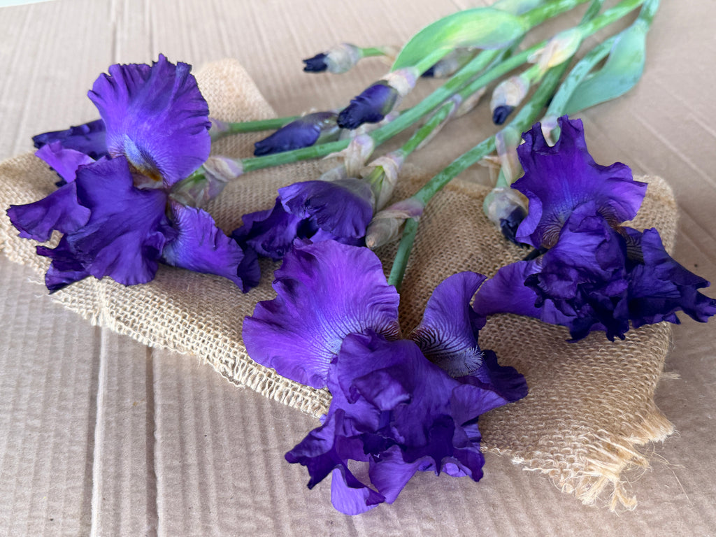 Bearded Iris - Dark Purple