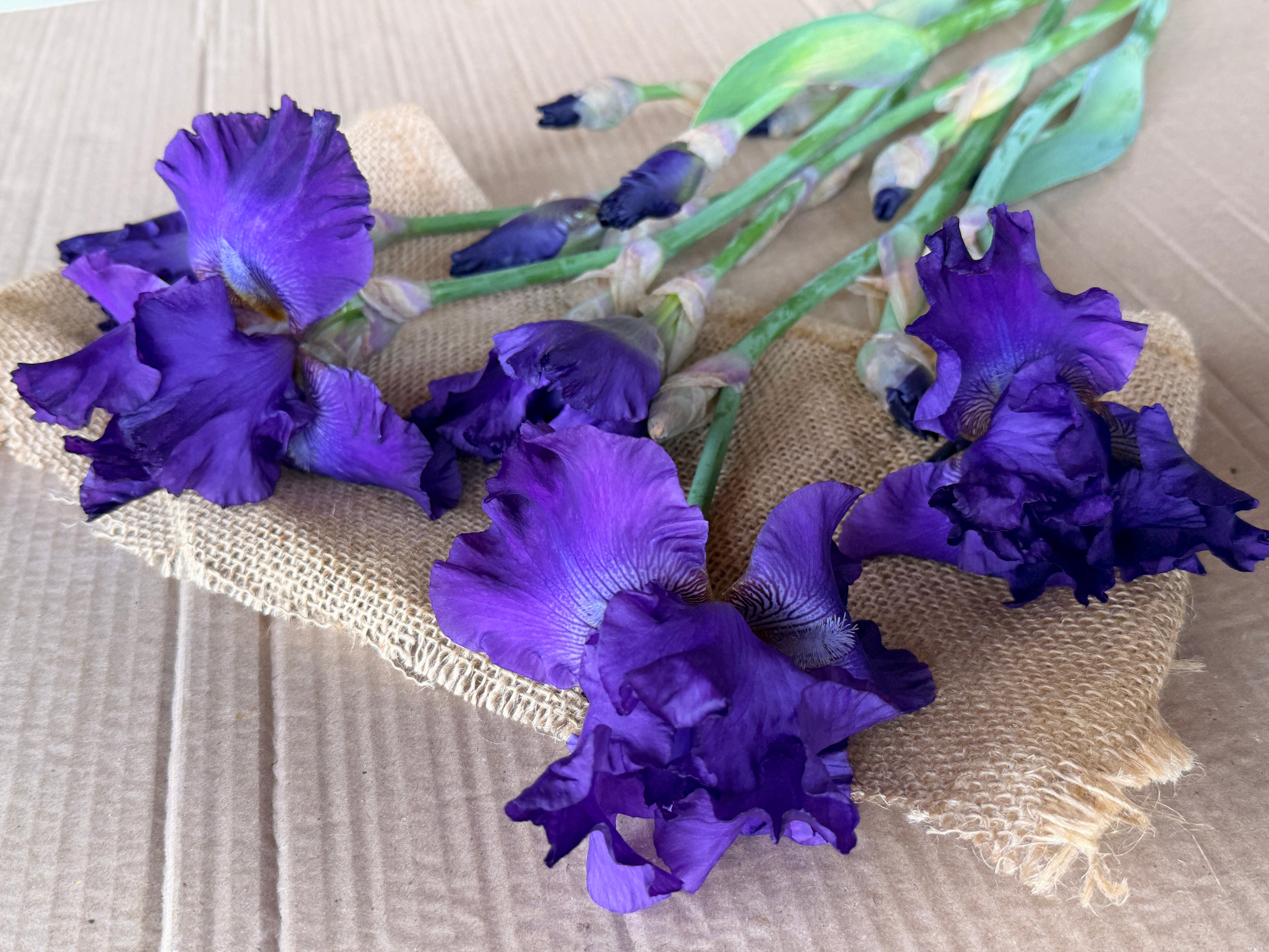 Bearded Iris - Dark Purple