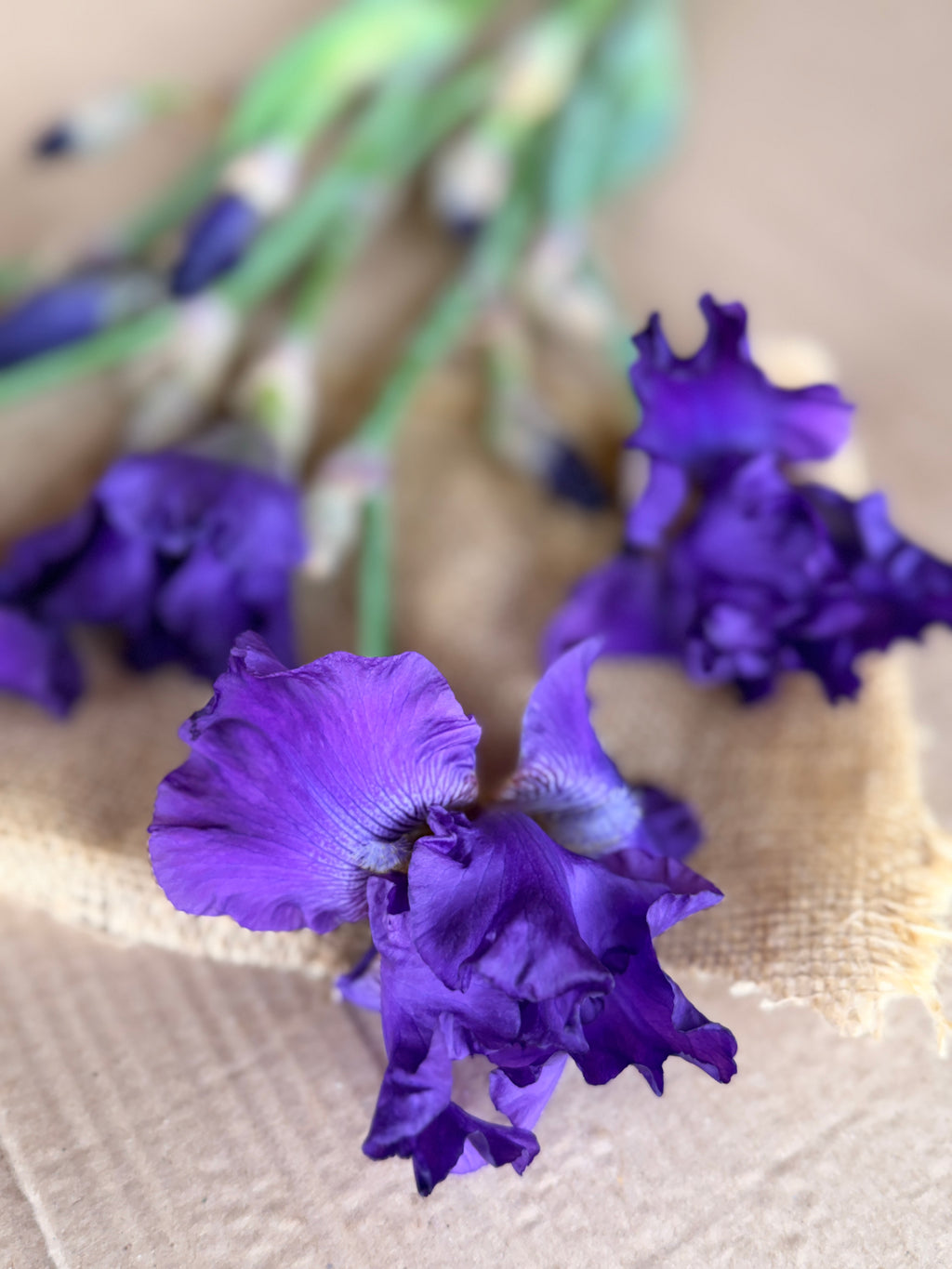 Bearded Iris - Dark Purple