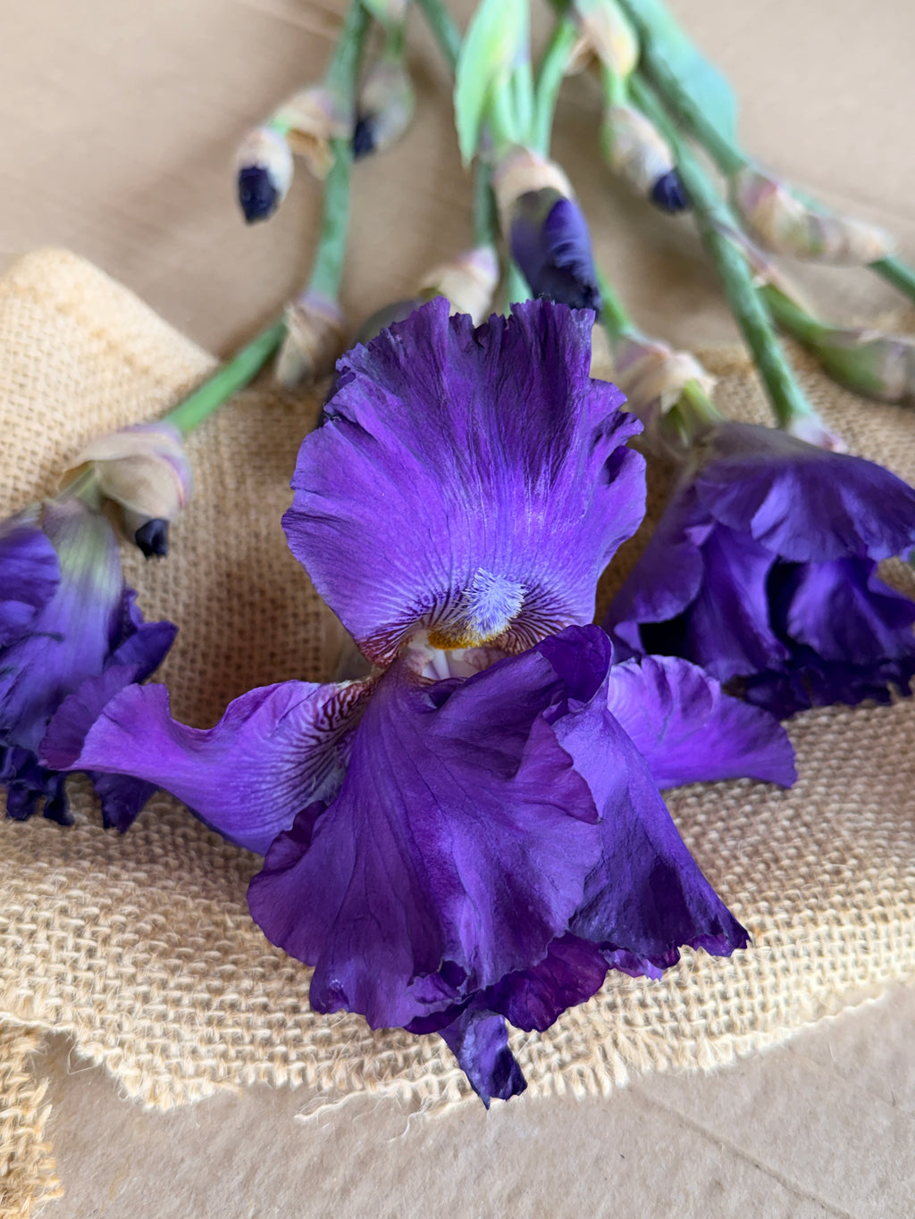 Bearded Iris - Dark Purple