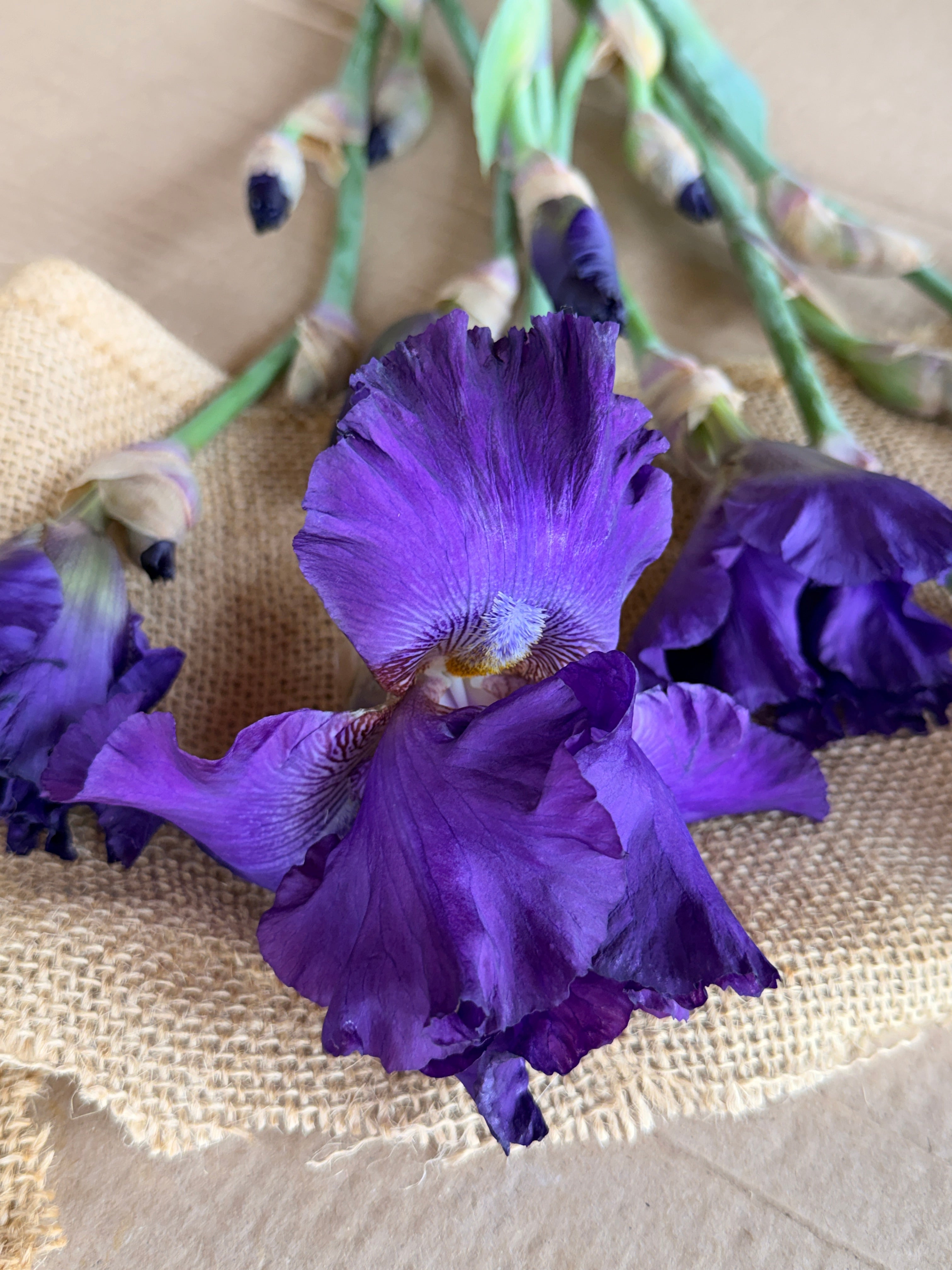 Bearded Iris - Dark Purple