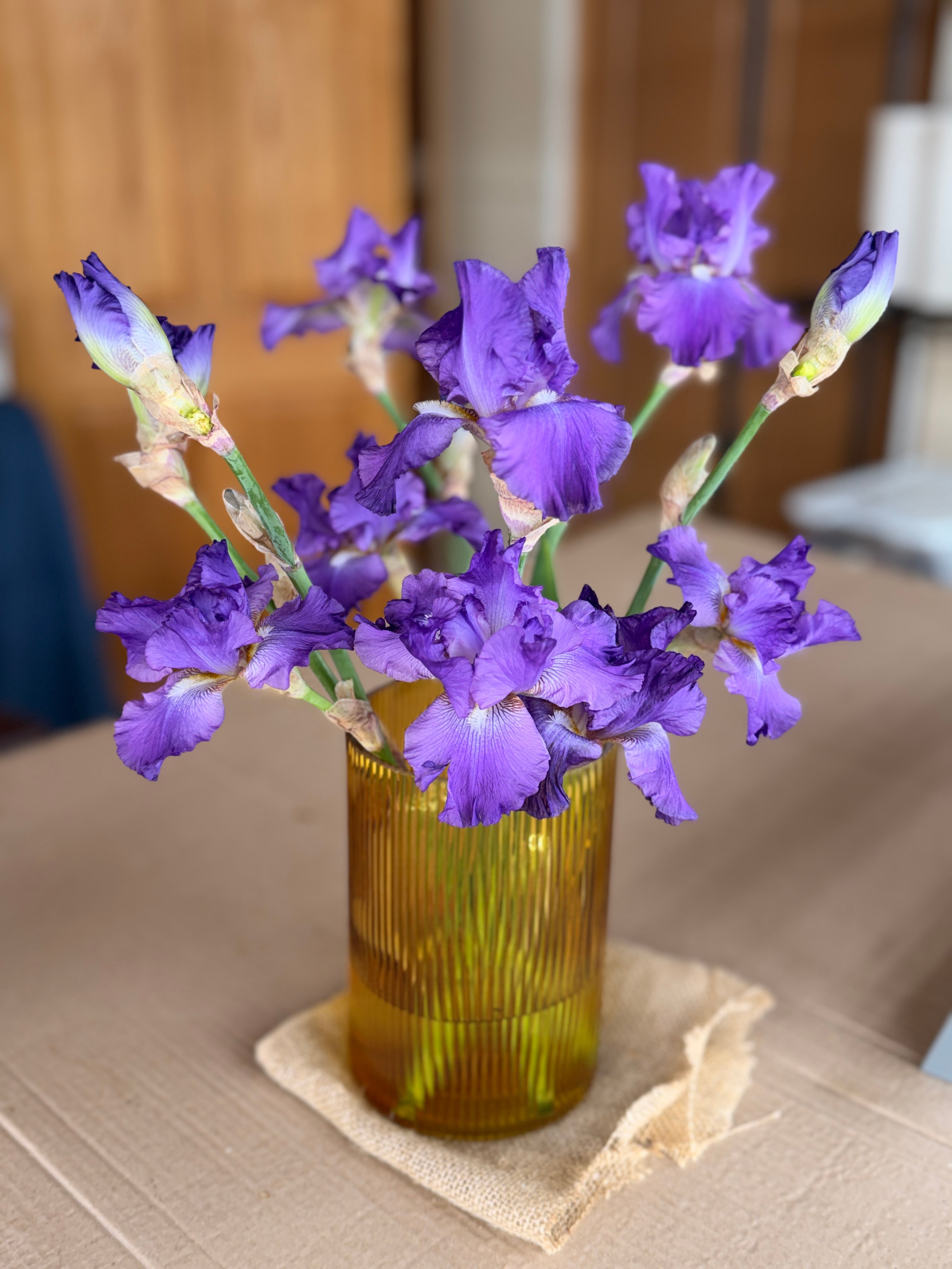 Bearded Iris - Dark Purple