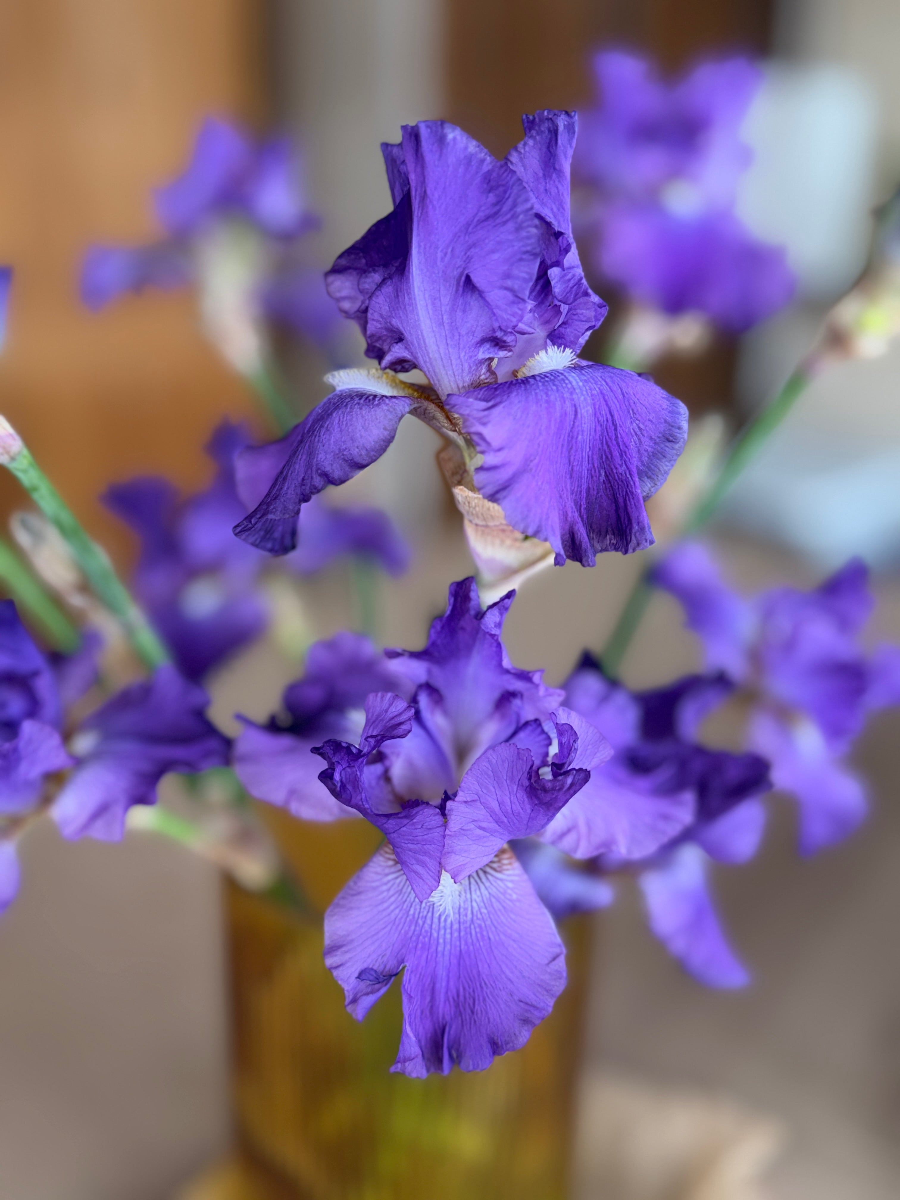 Bearded Iris - Dark Purple
