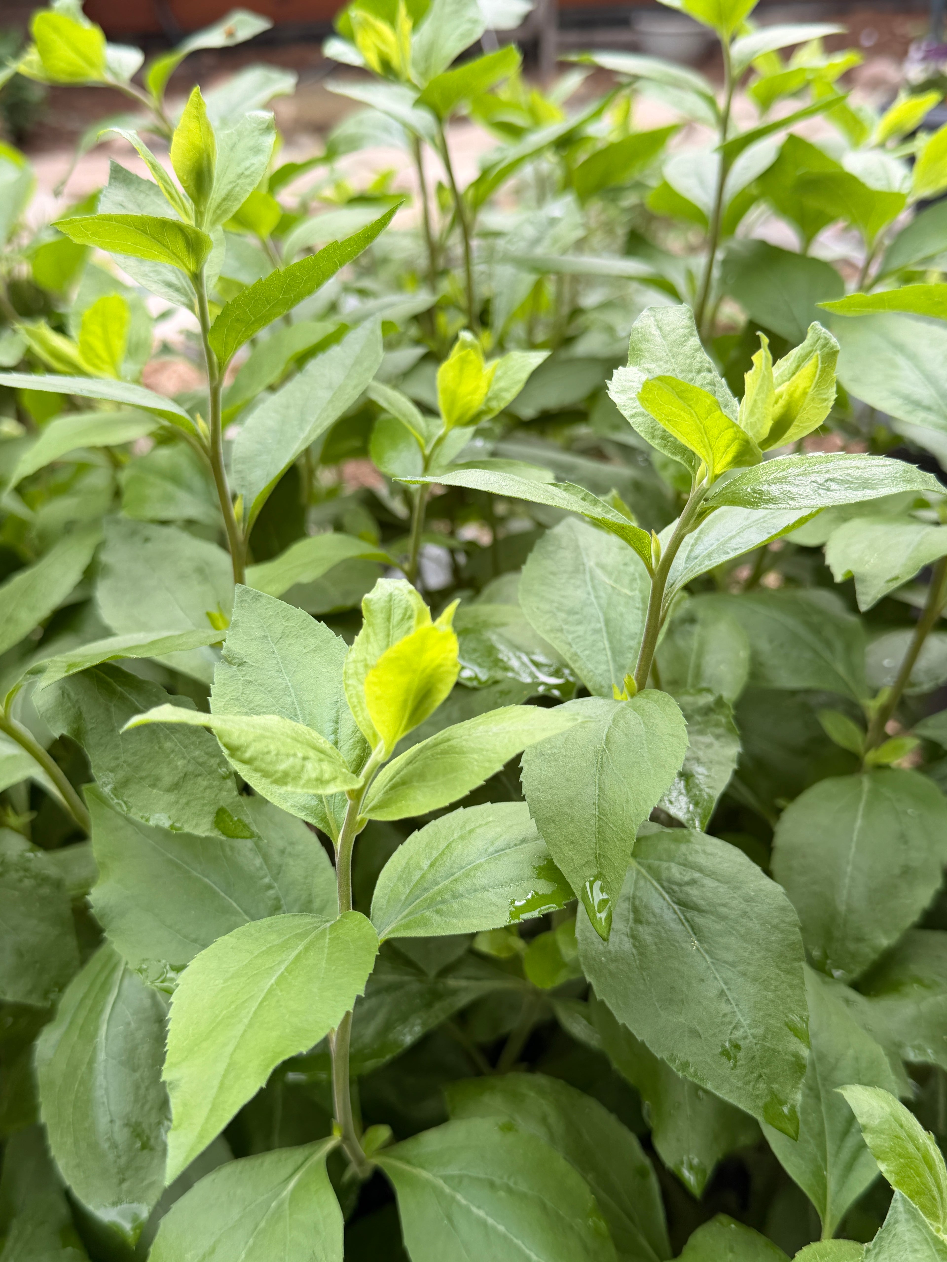 Solidago Foliage