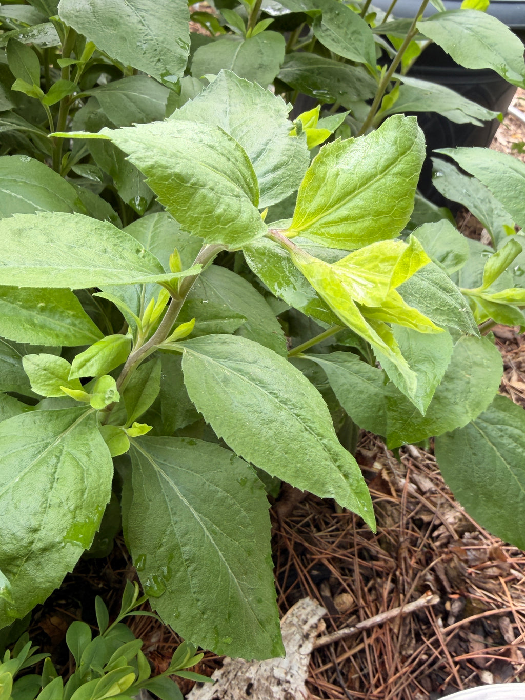 Solidago Foliage