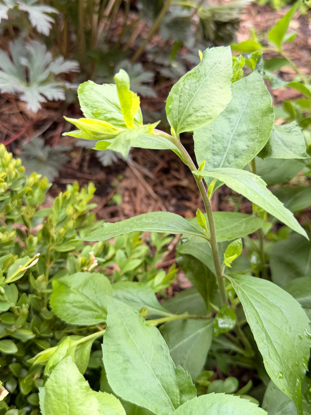 Solidago Foliage