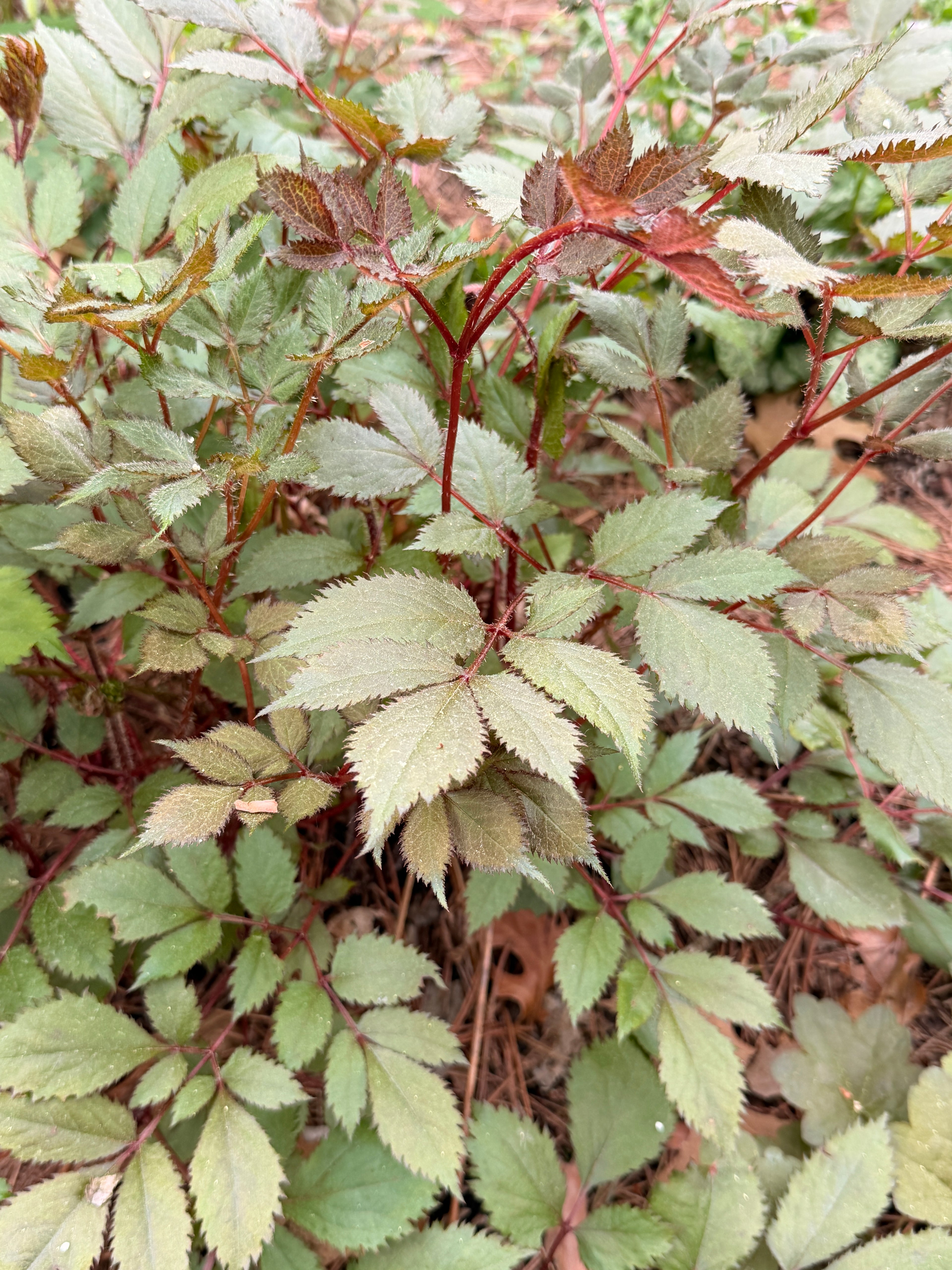 Astilbe Foliage