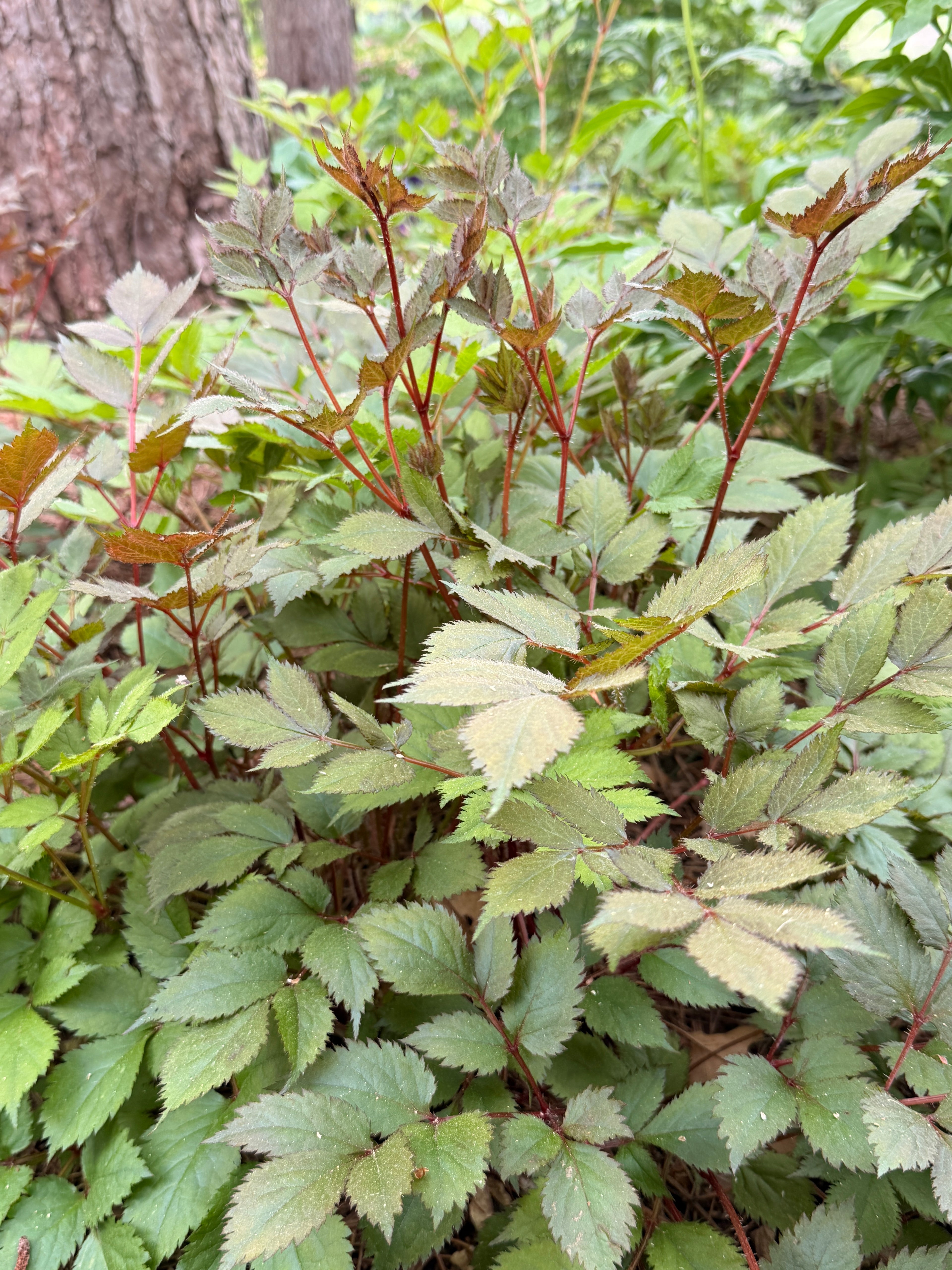 Astilbe Foliage