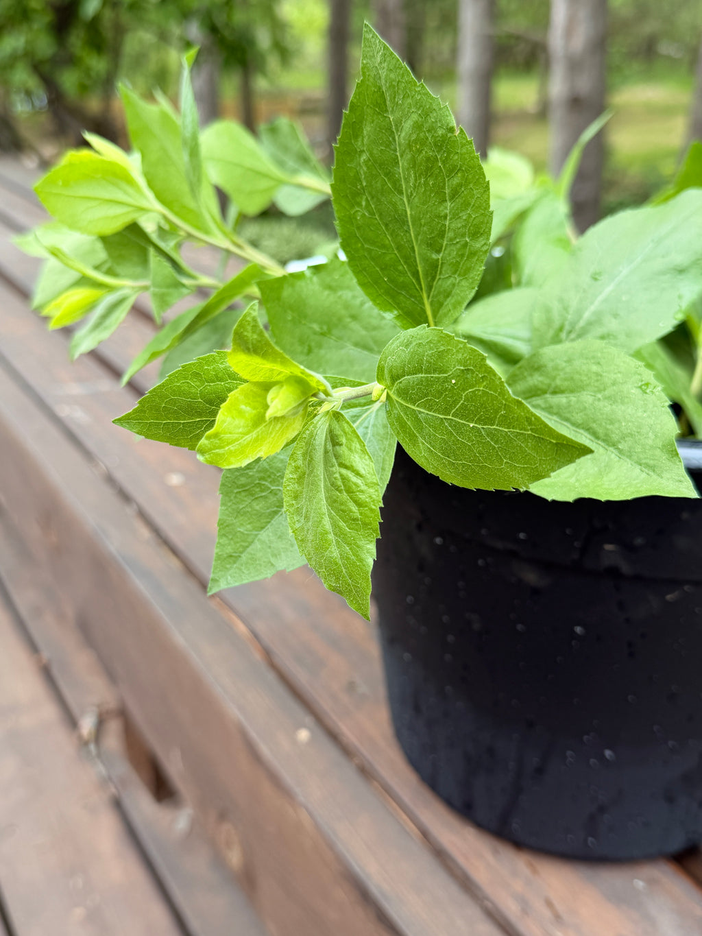 Solidago Foliage