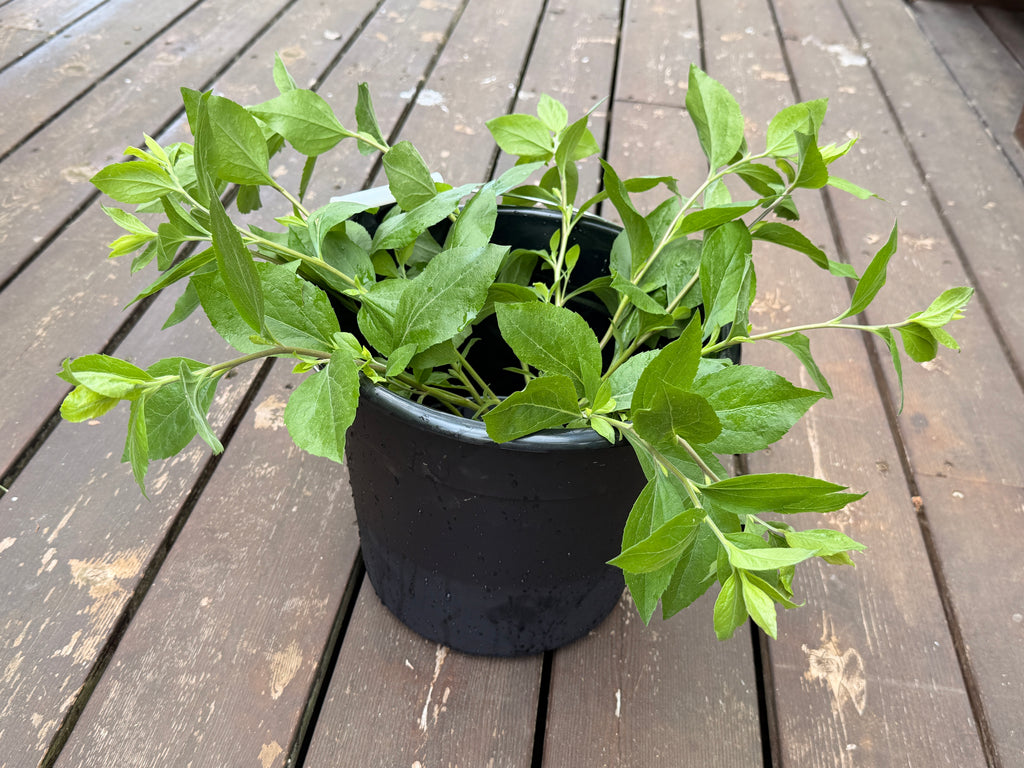 Solidago Foliage