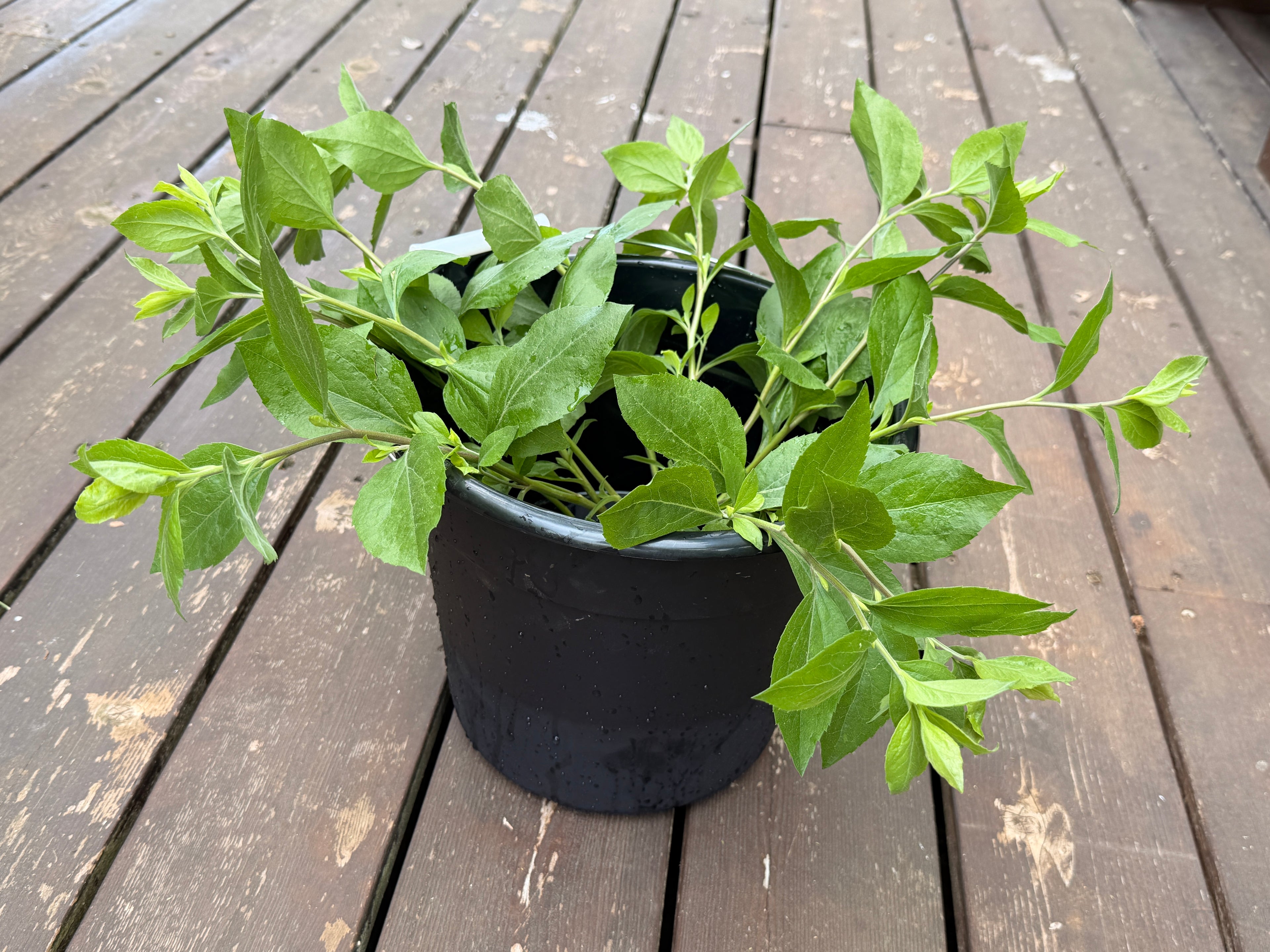 Solidago Foliage
