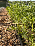 Ammi - White Dill