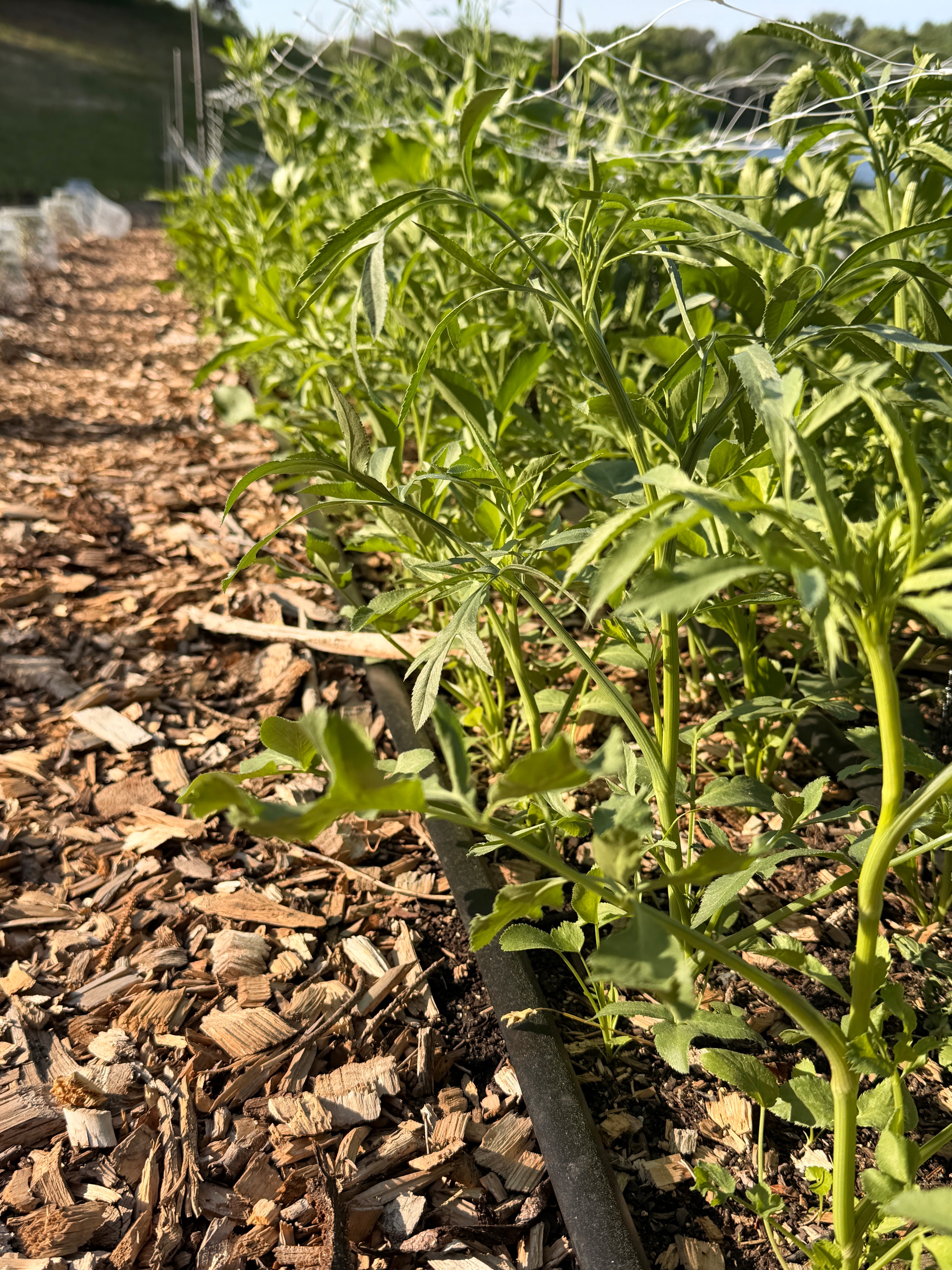 Ammi - White Dill