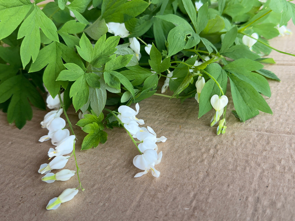 Bleeding Heart - White