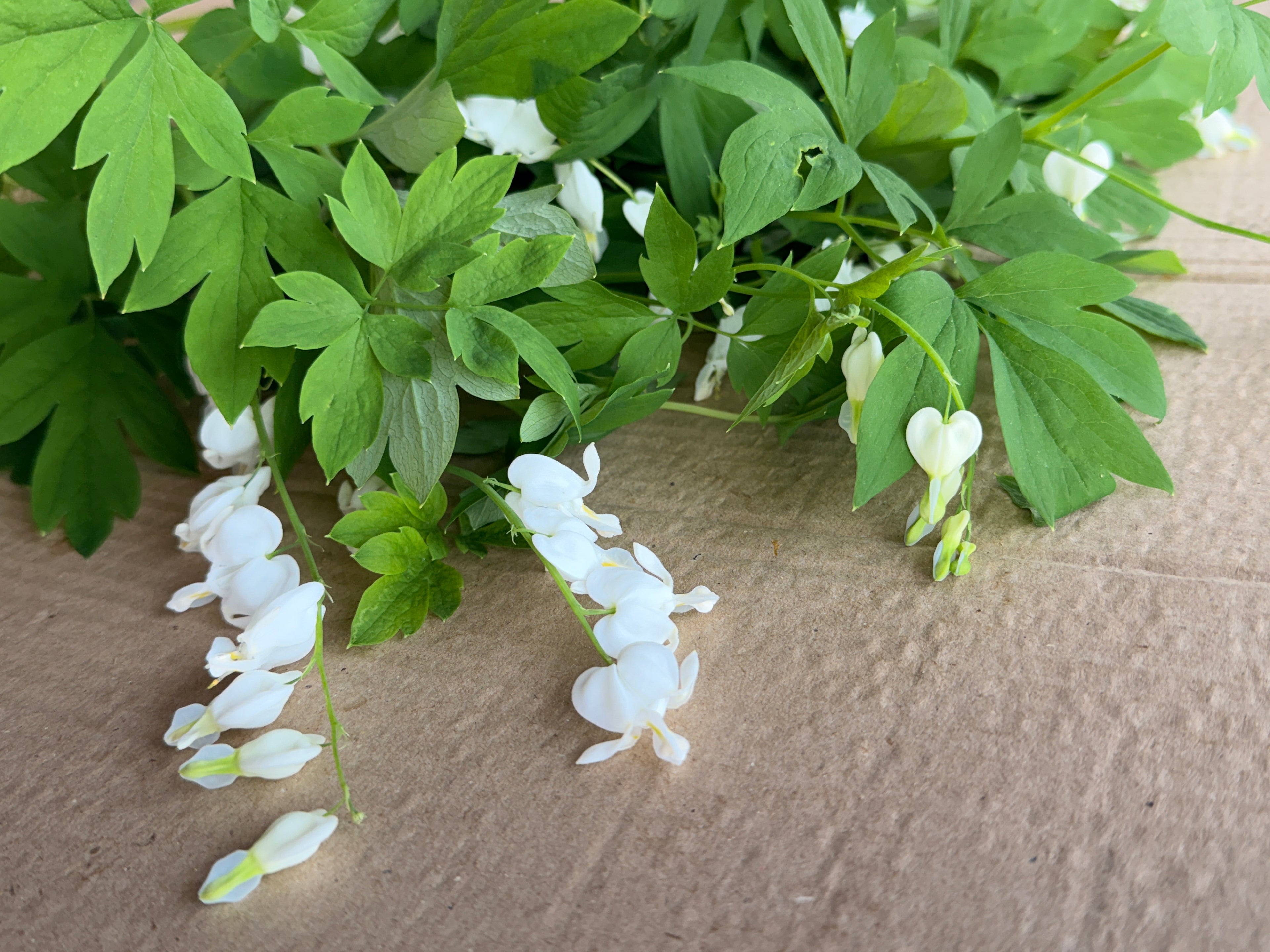 Bleeding Heart - White