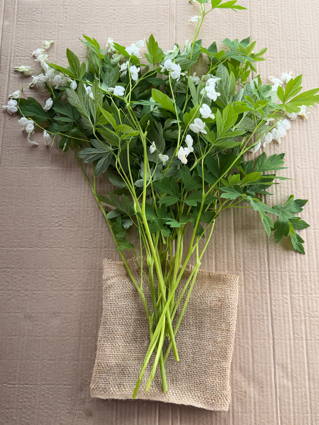Bleeding Heart - White