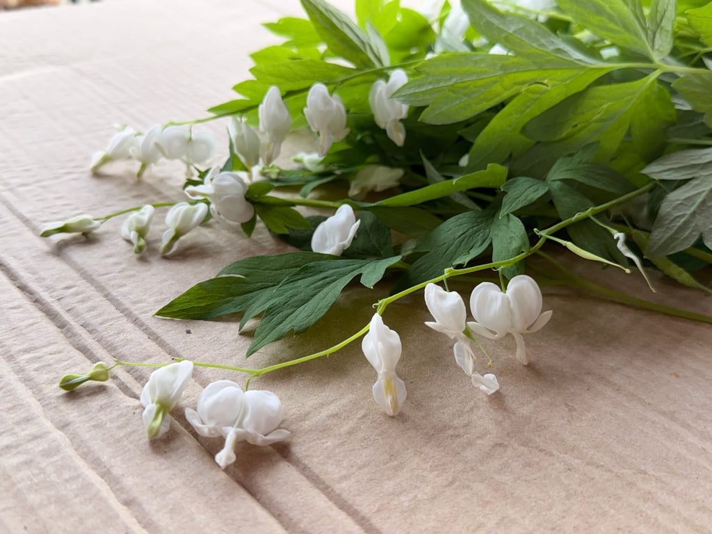 Bleeding Heart - White