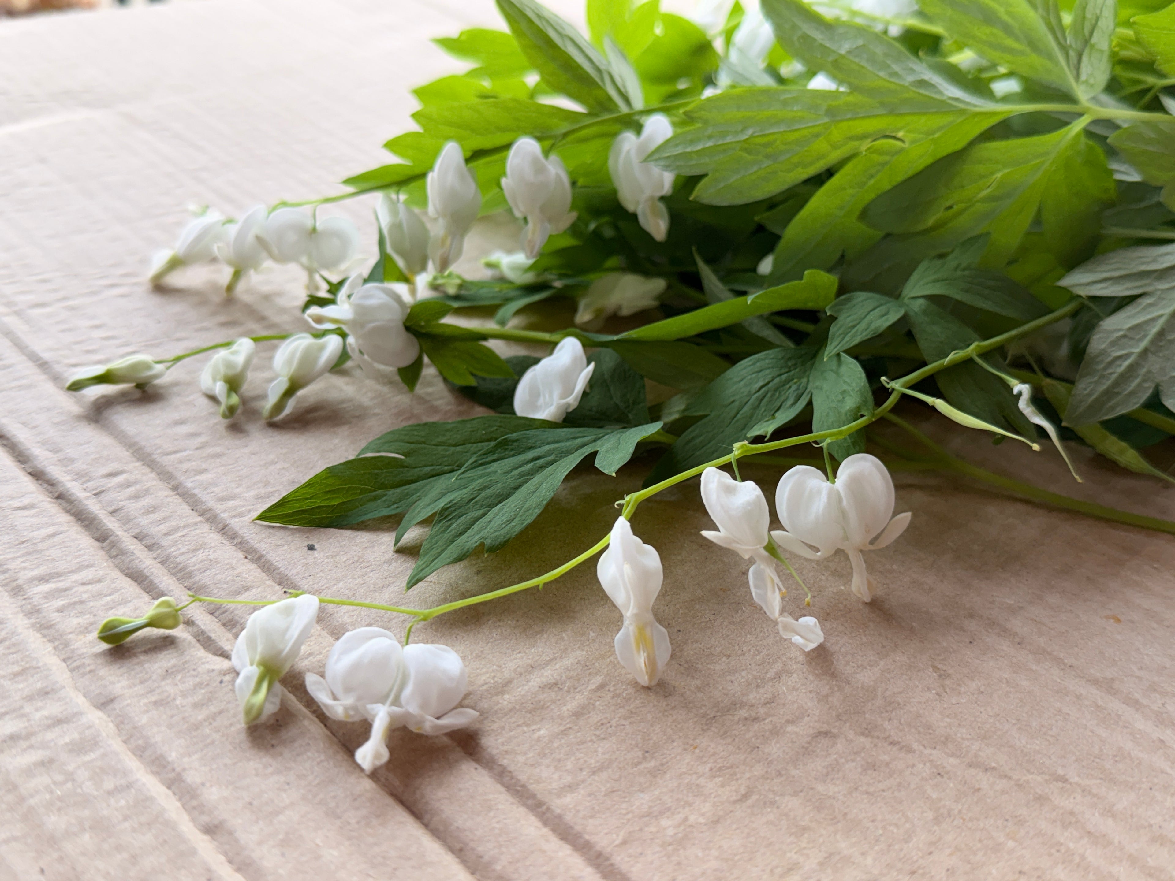 Bleeding Heart - White