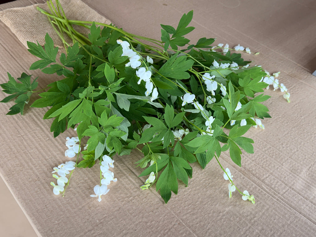 Bleeding Heart - White