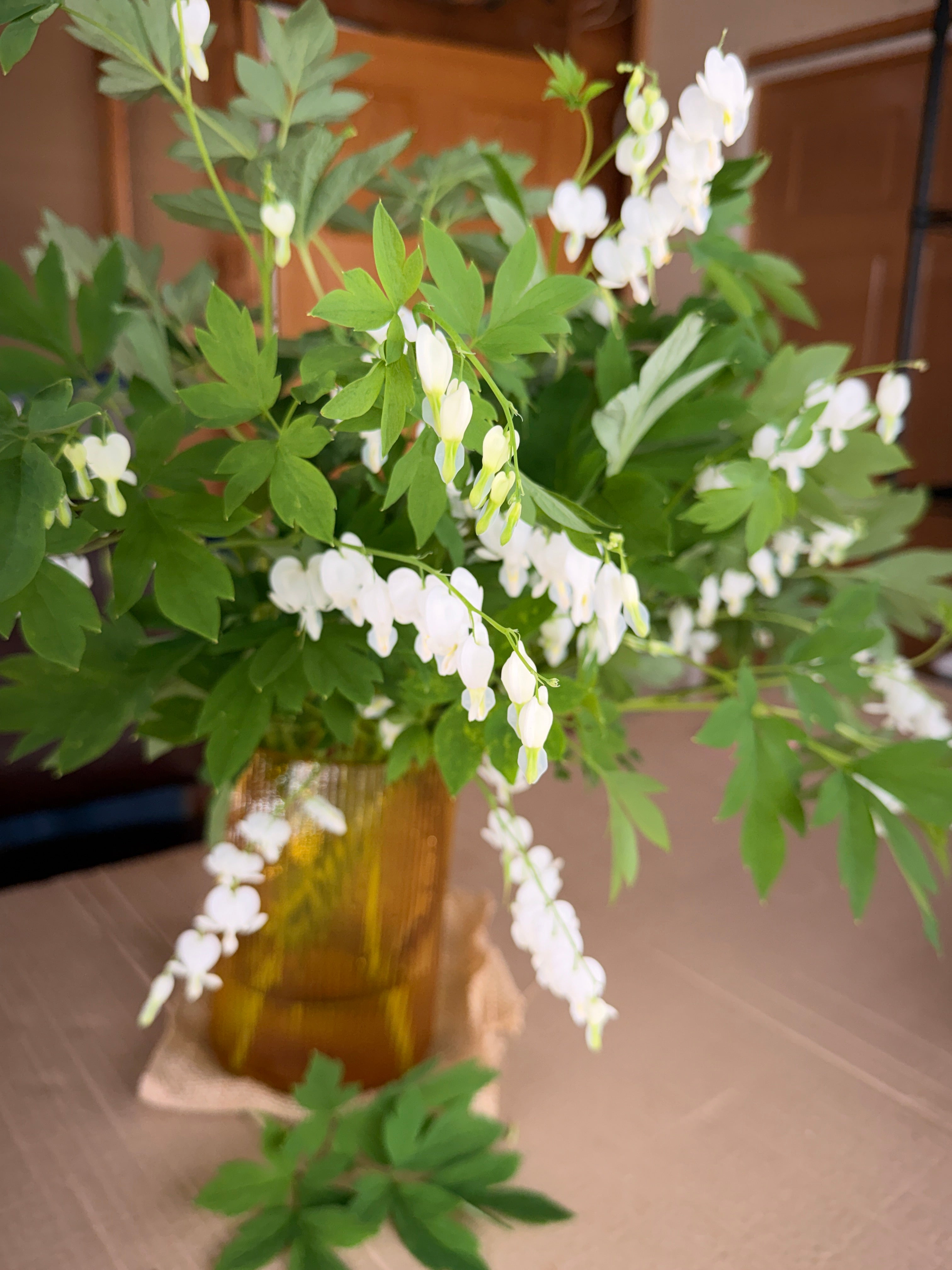 Bleeding Heart - White