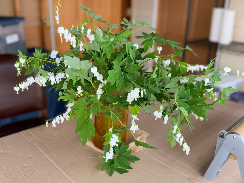 Bleeding Heart - White