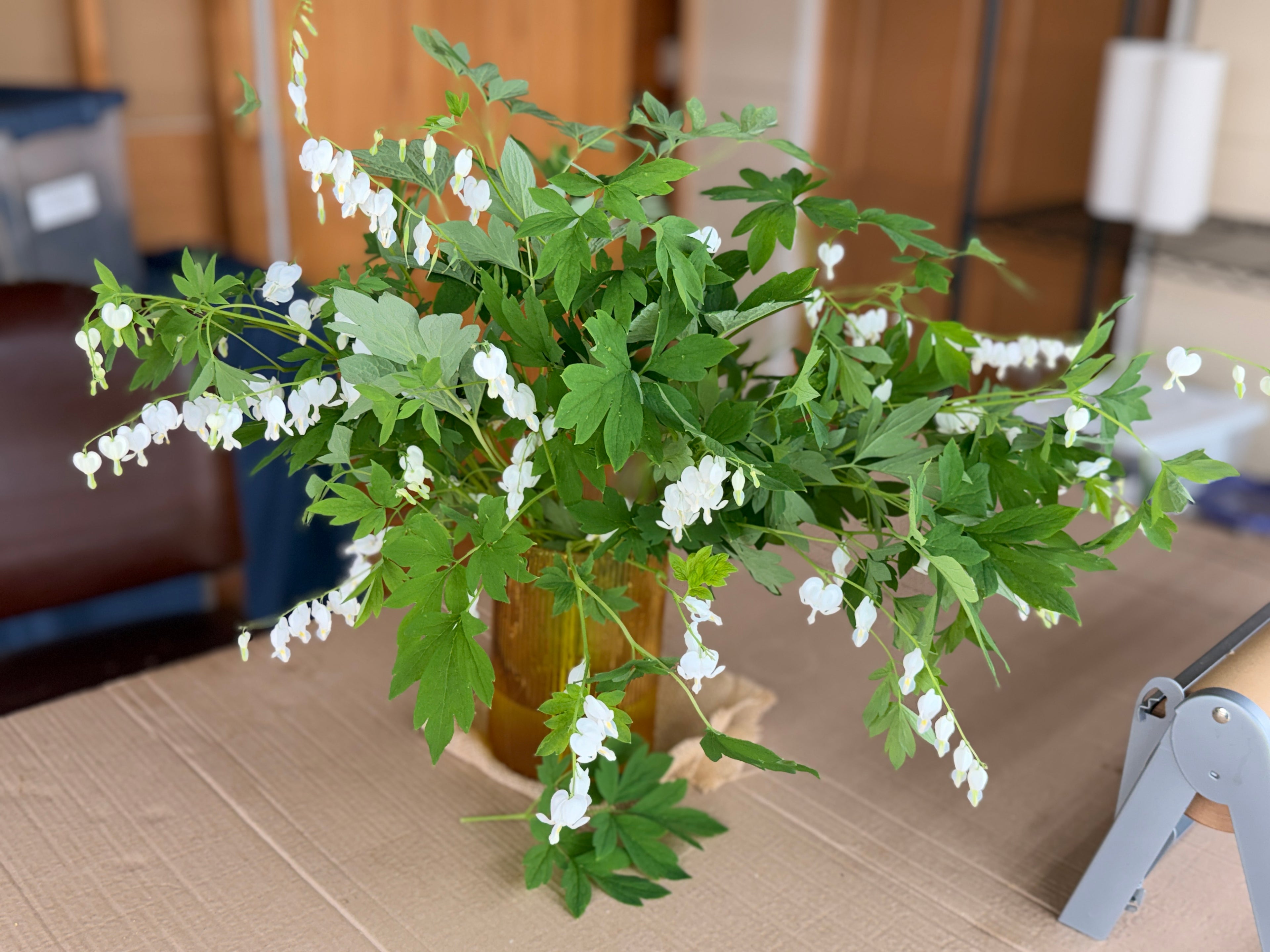 Bleeding Heart - White