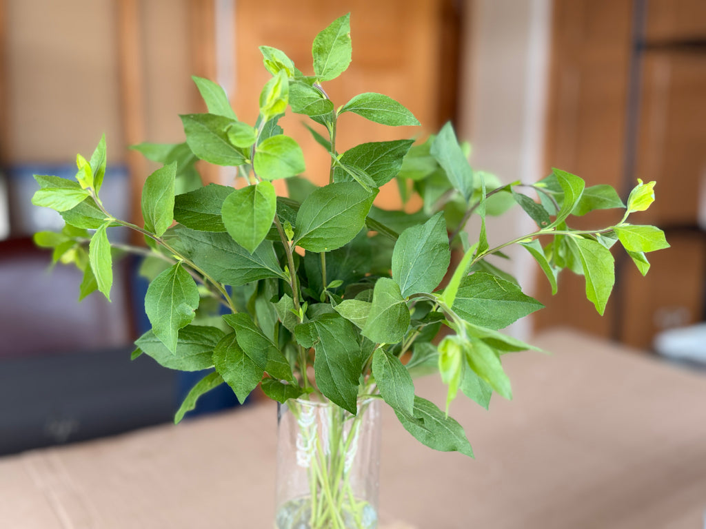 Solidago Foliage