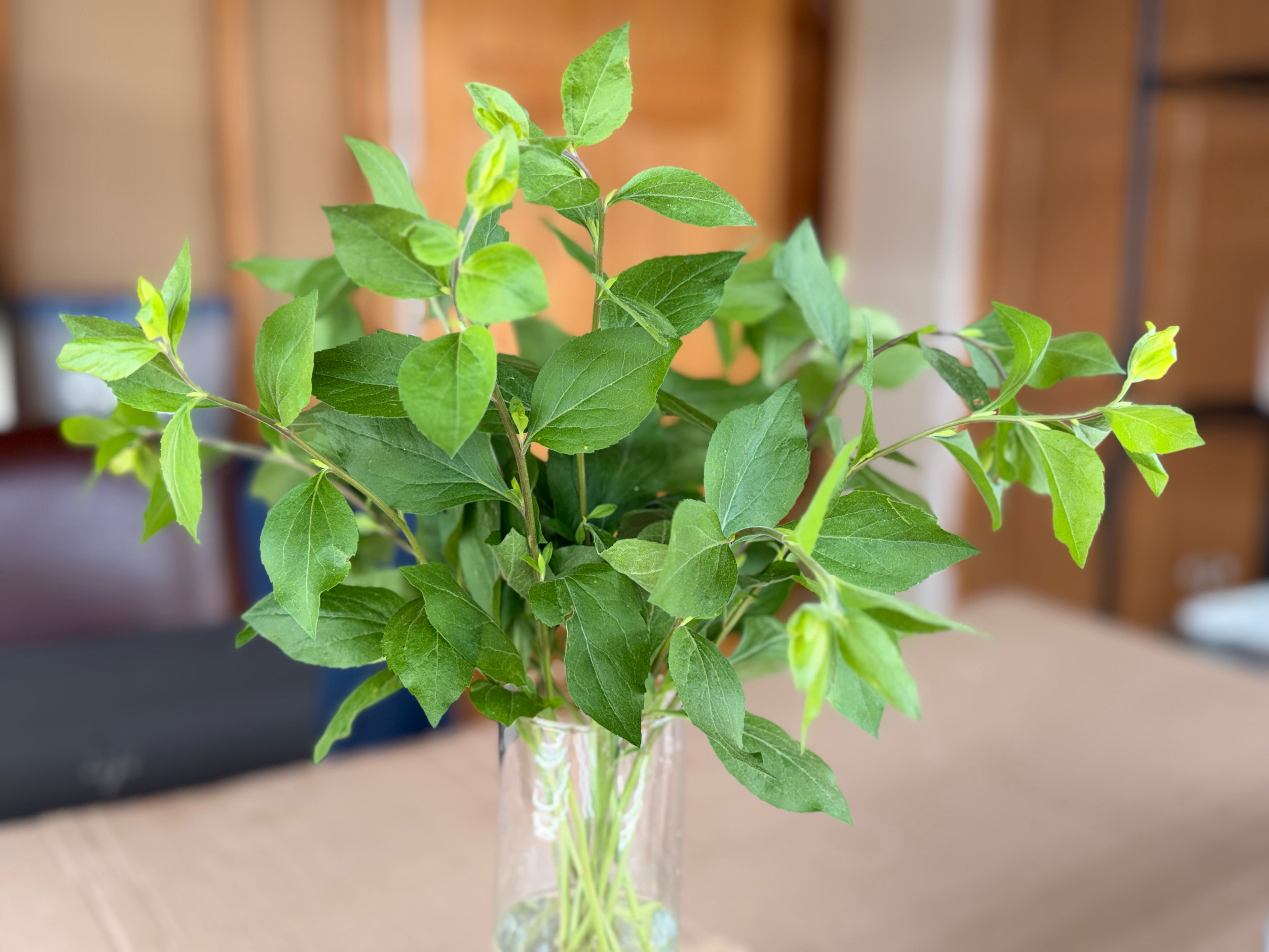Solidago Foliage