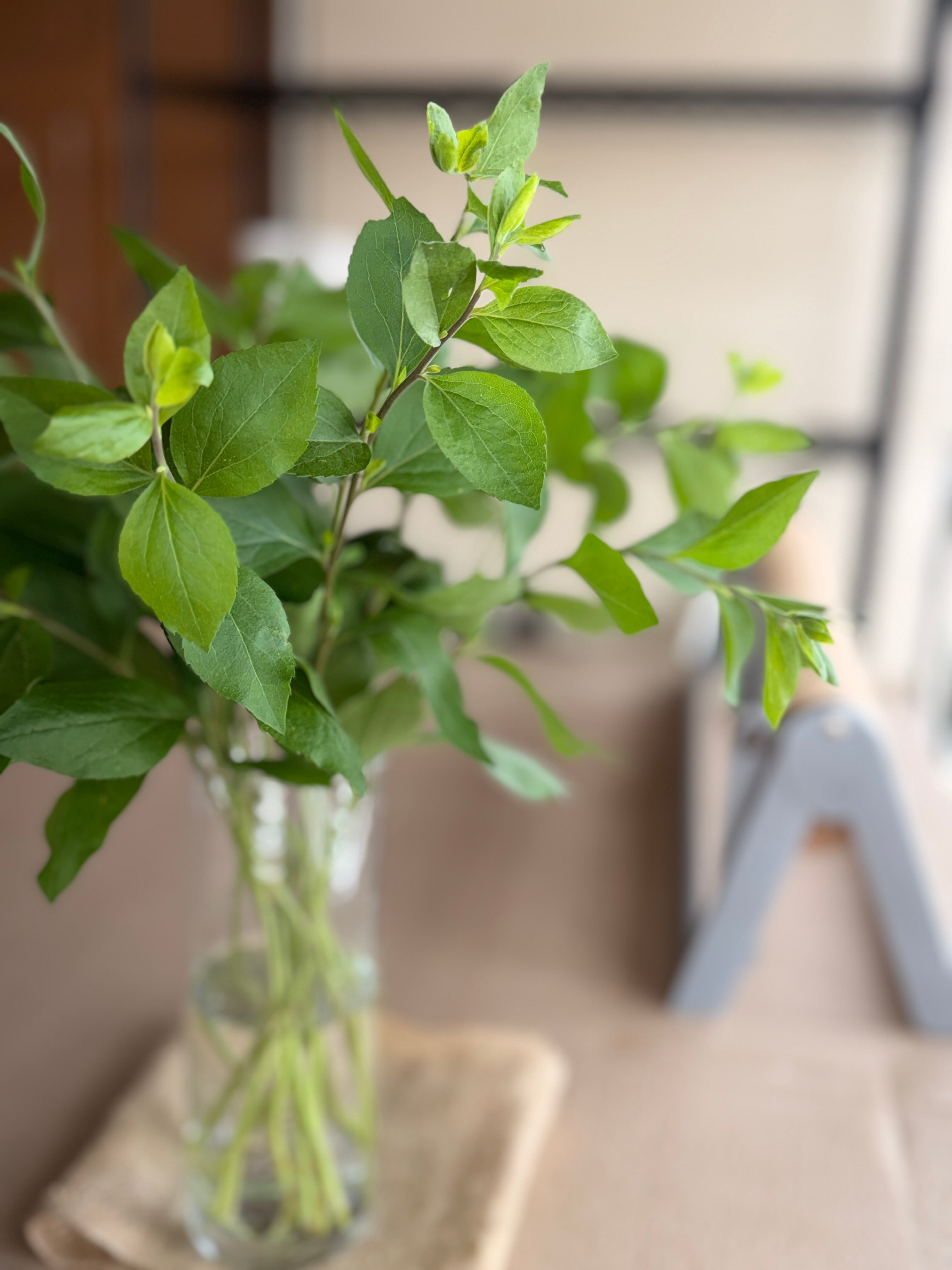 Solidago Foliage