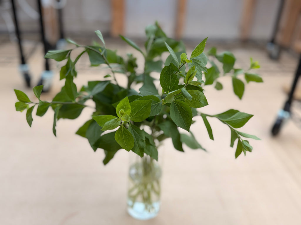 Solidago Foliage