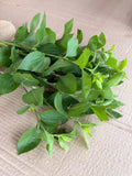 Solidago Foliage