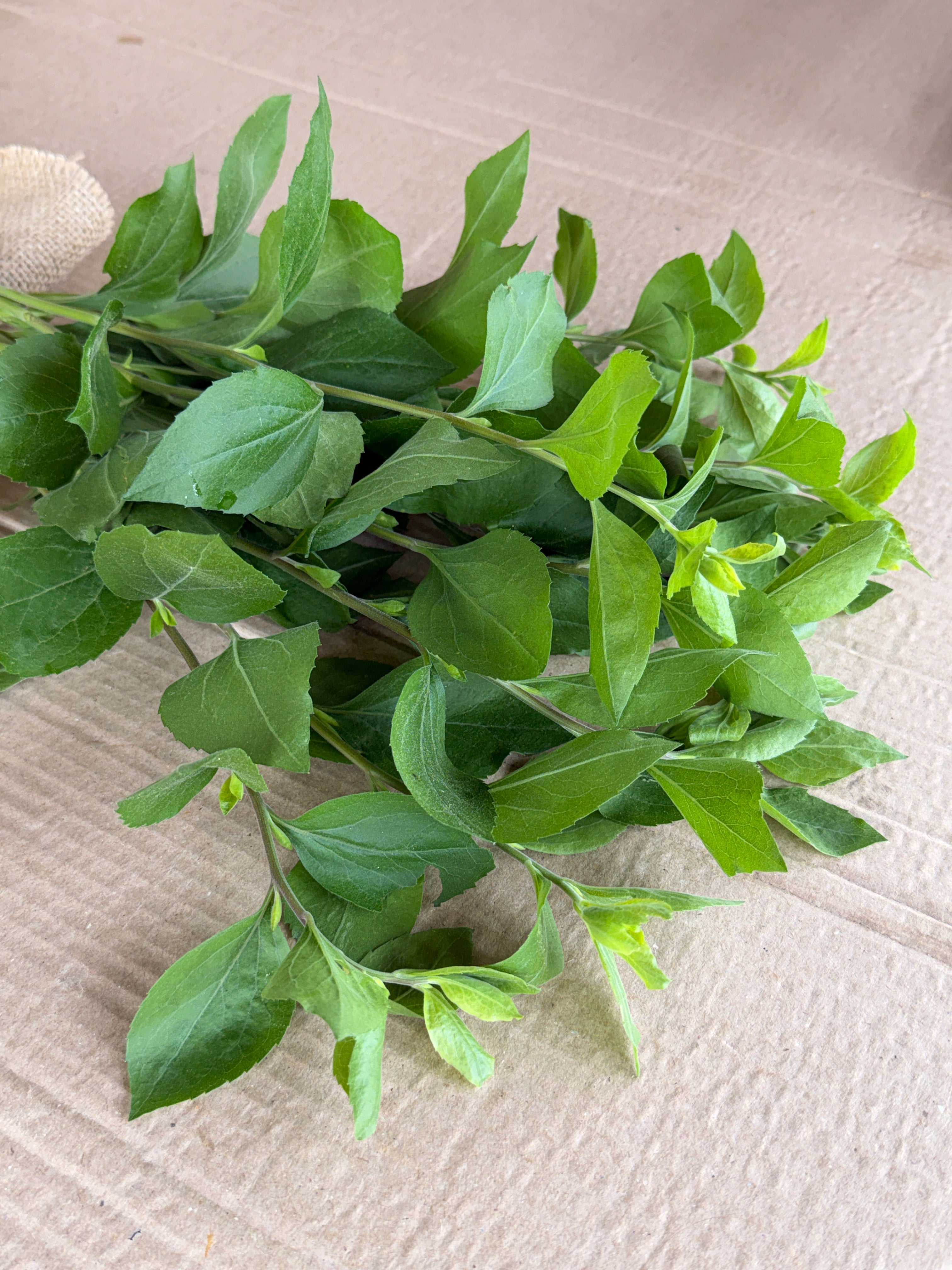 Solidago Foliage