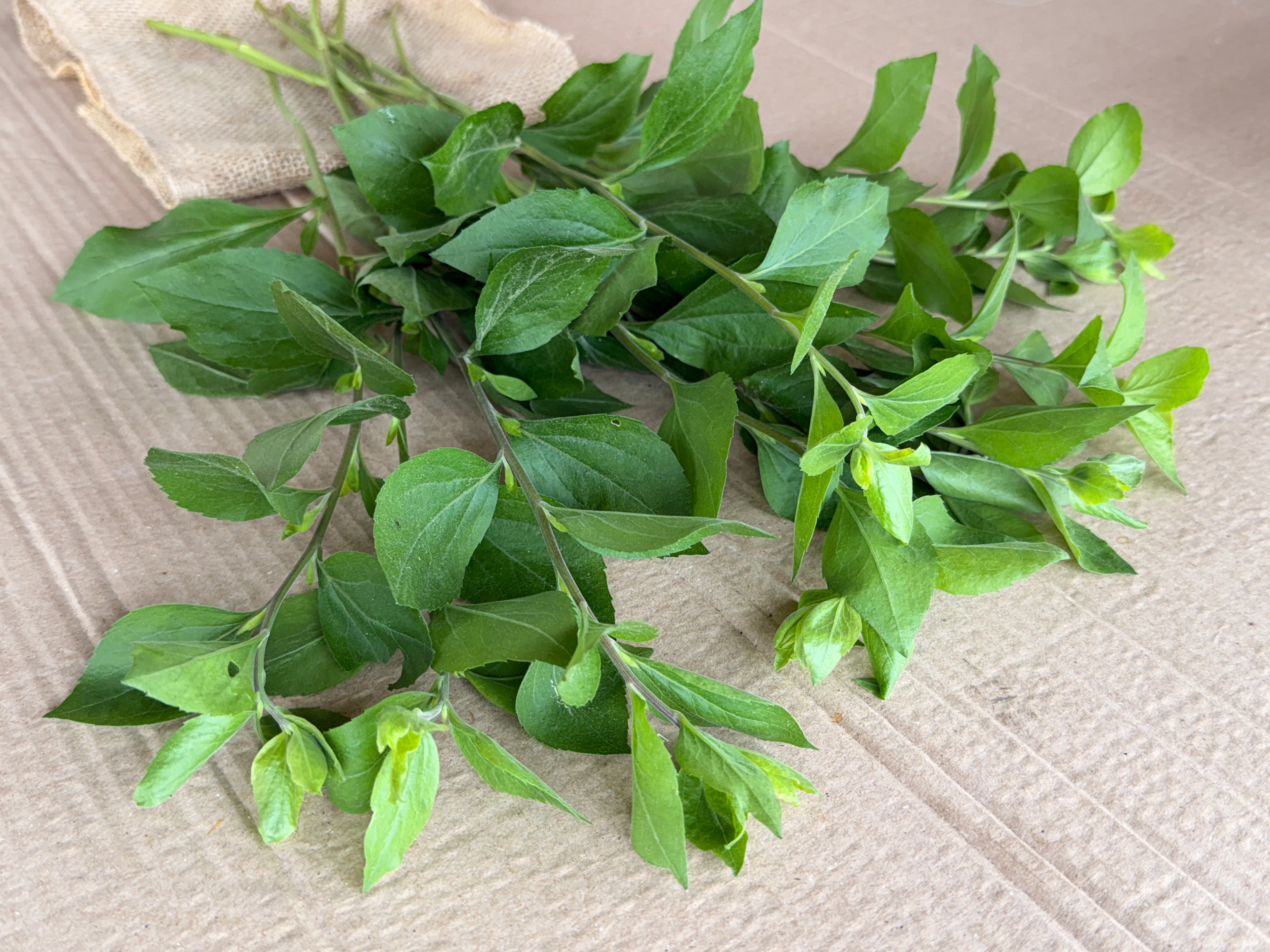 Solidago Foliage