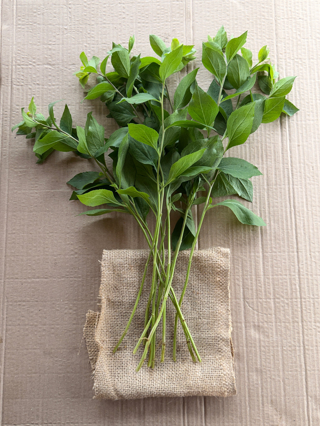 Solidago Foliage
