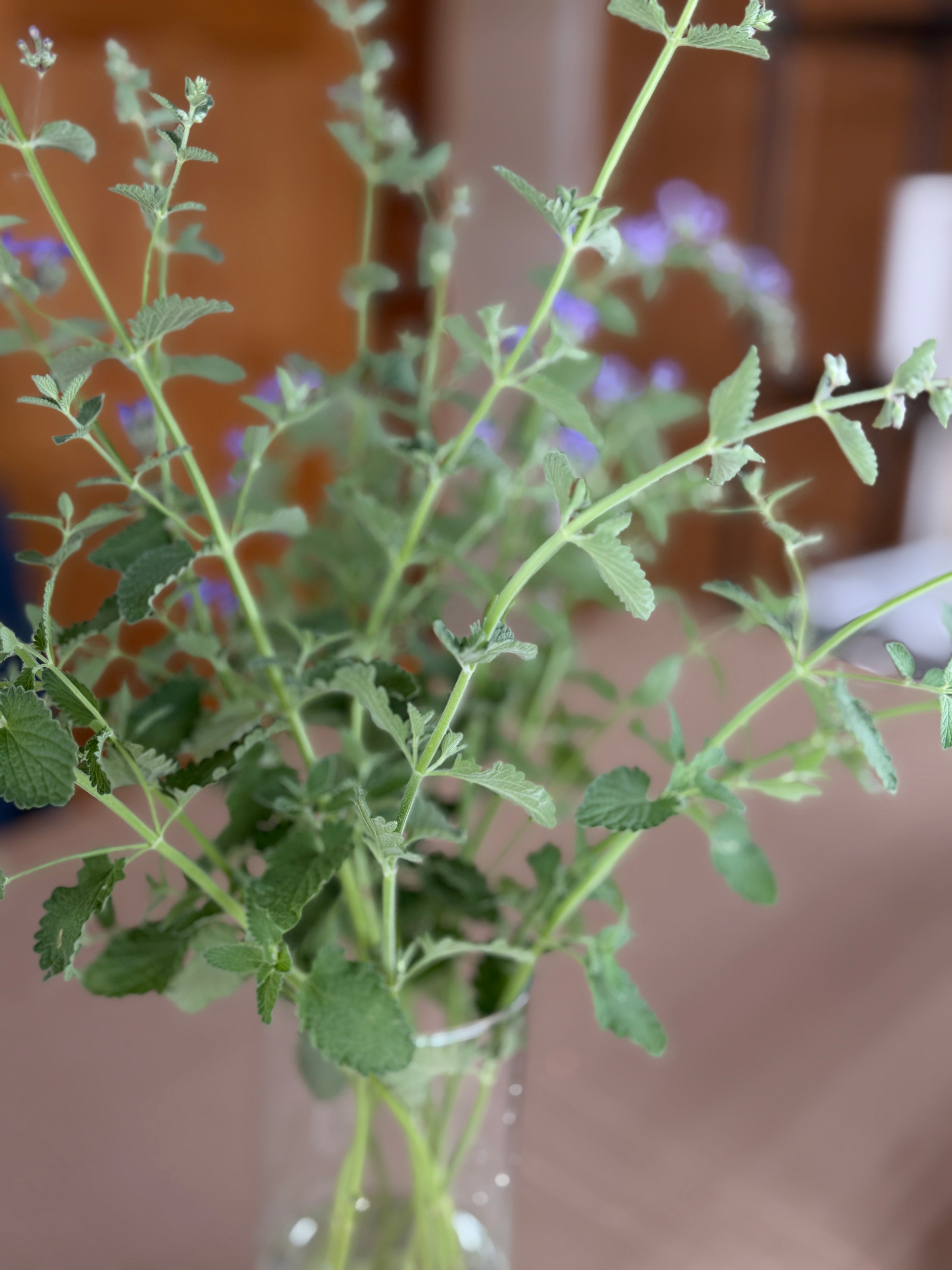 Catmint Flowers