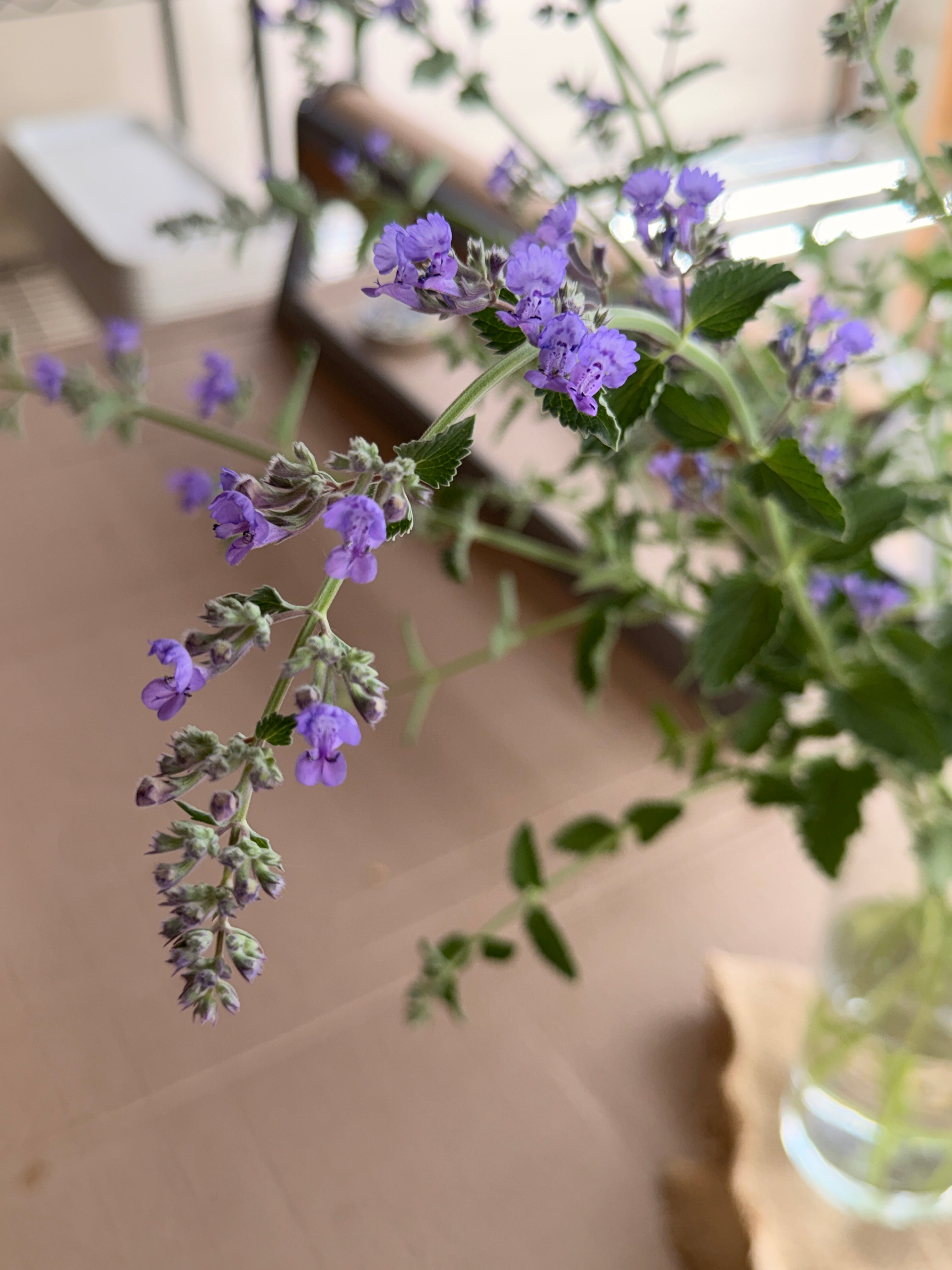 Catmint Flowers