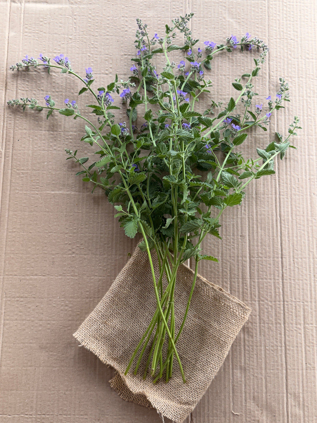 Catmint Flowers