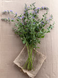 Catmint Flowers