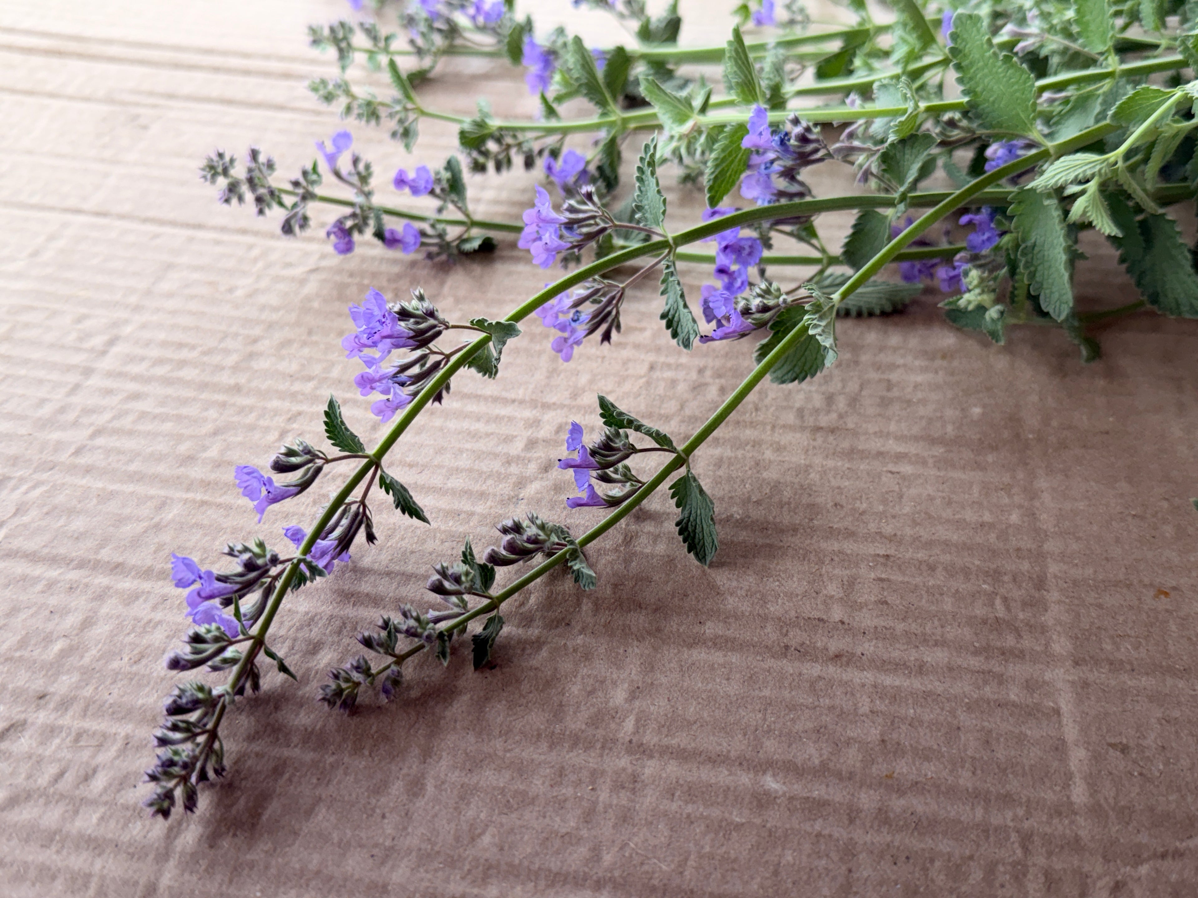 Catmint Flowers