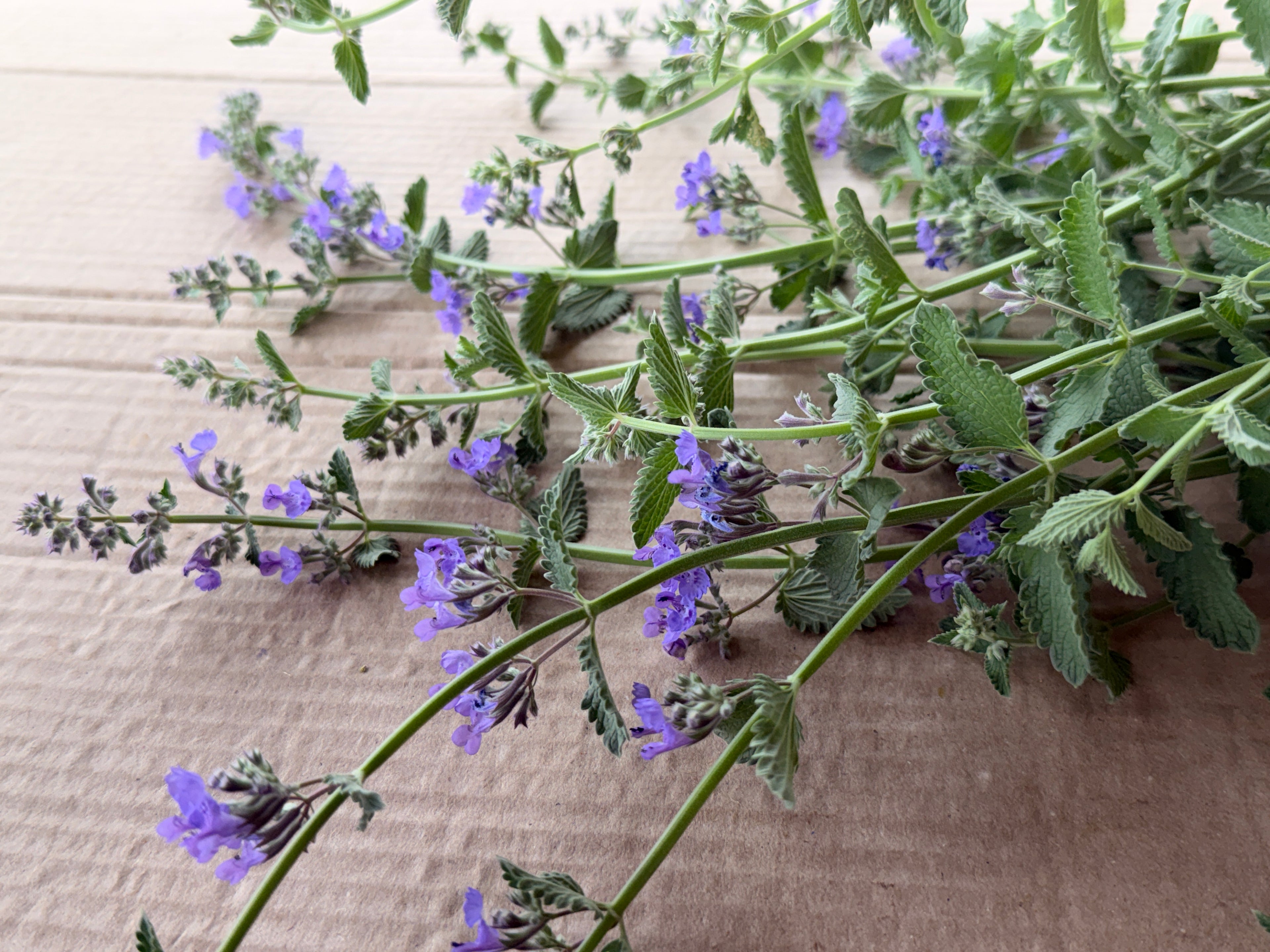 Catmint Flowers