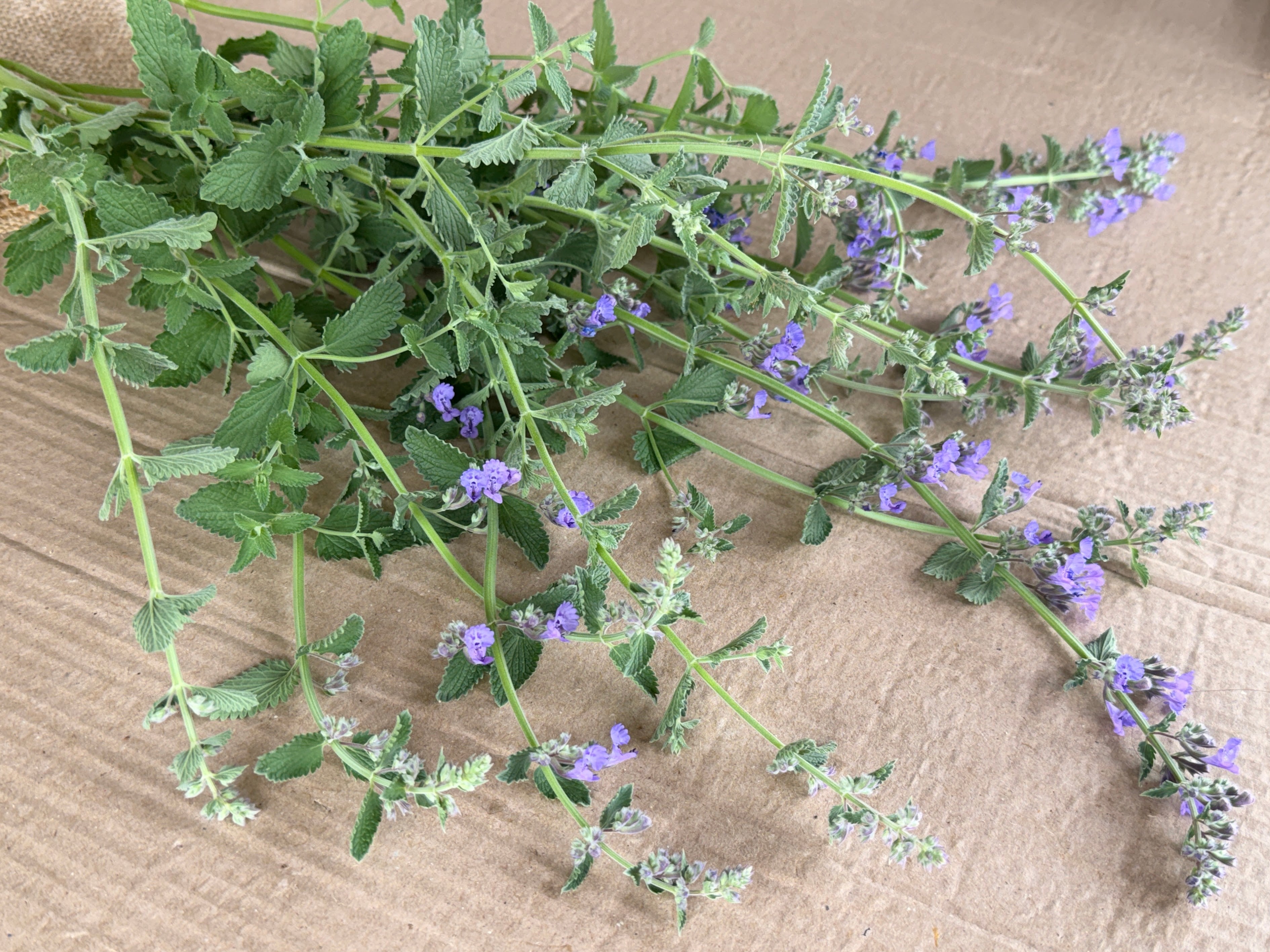 Catmint Flowers