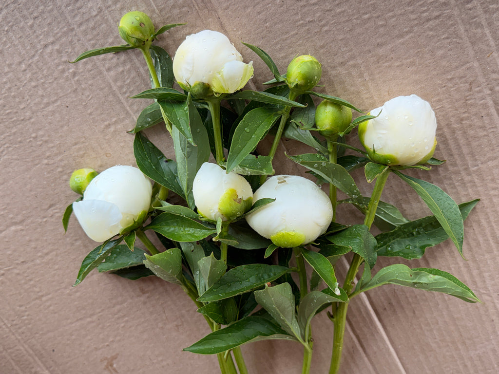 Peony - Duchesse De Nemours