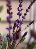 Salvia - Caradonna