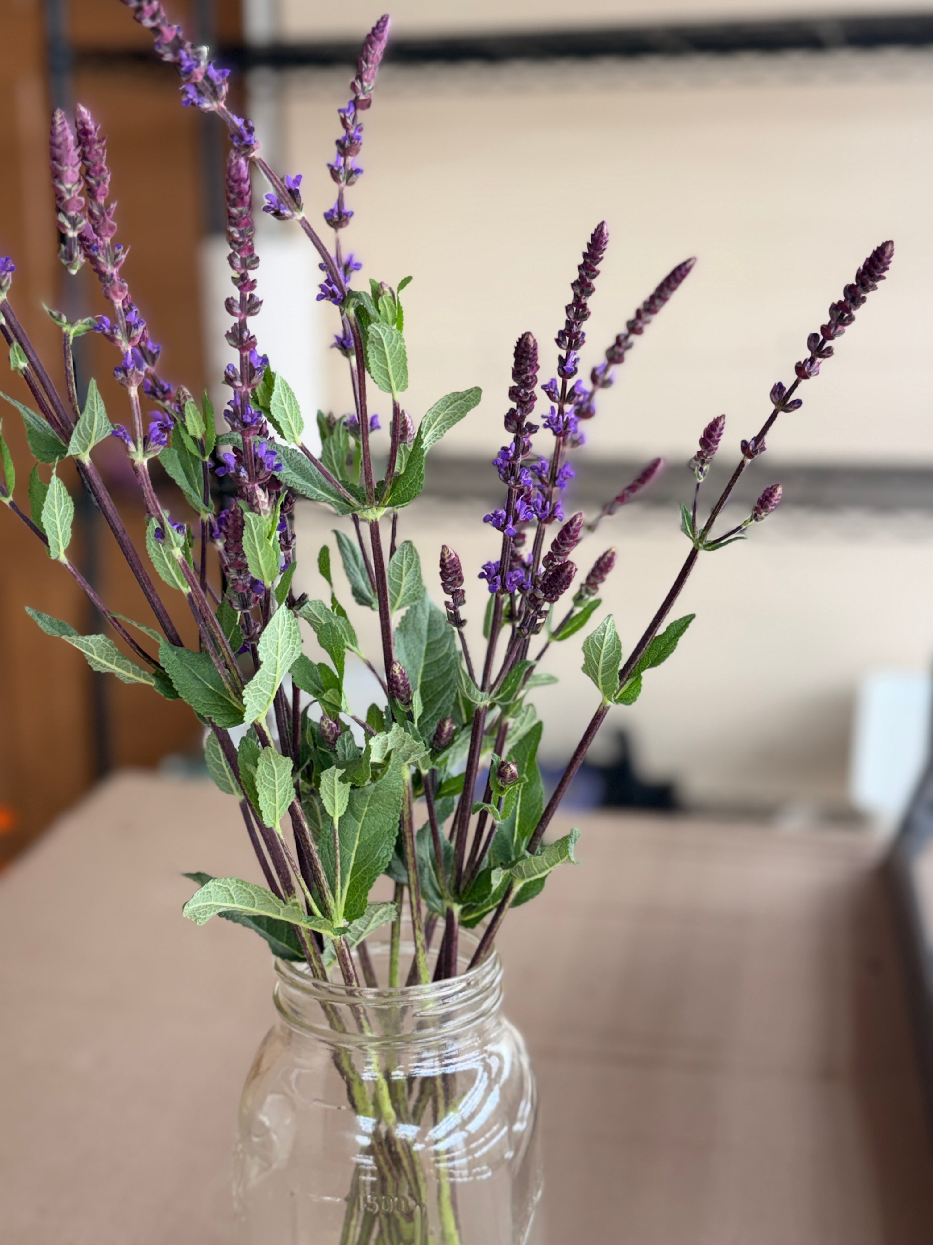 Salvia - Caradonna